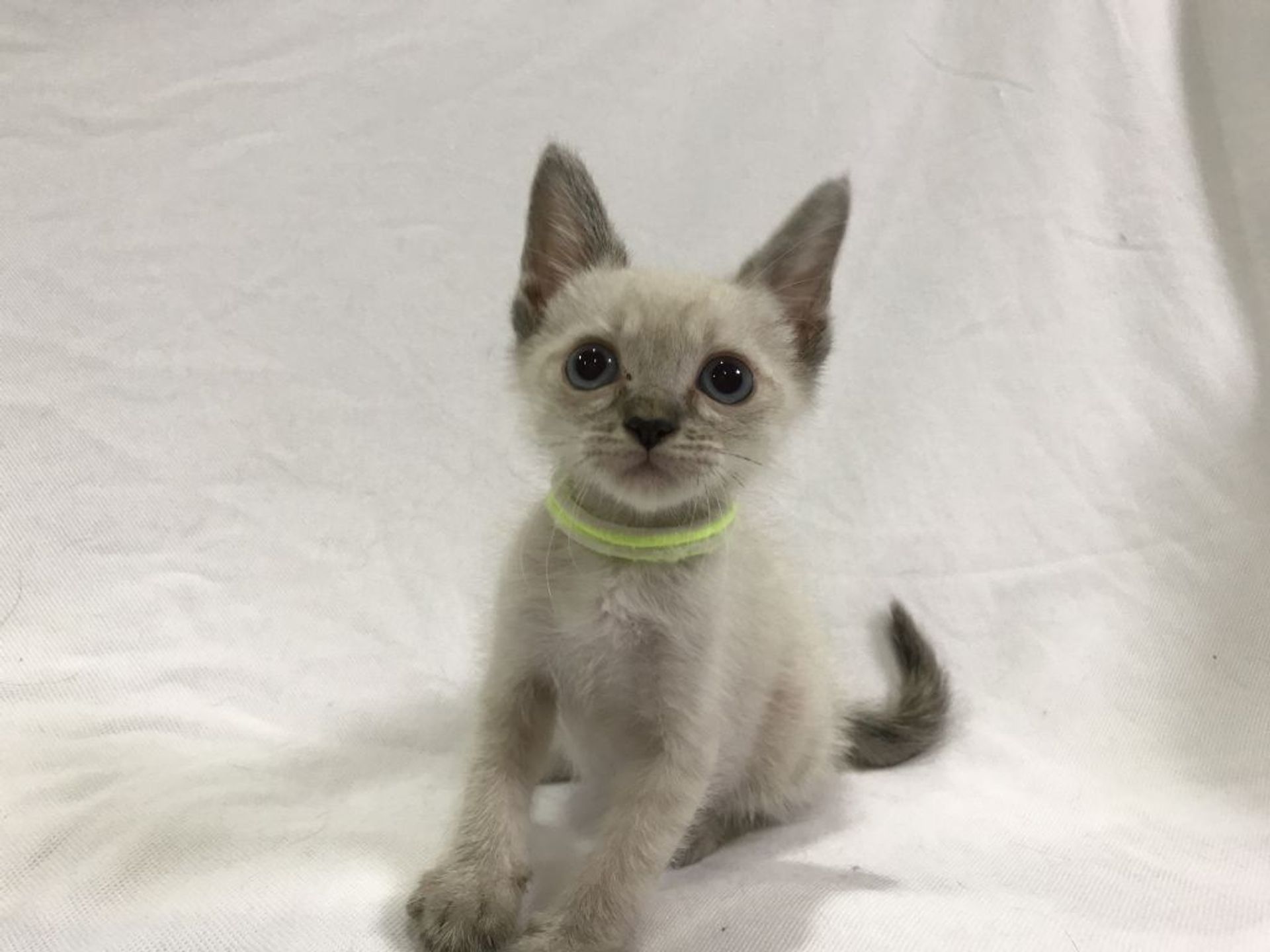 雑種（ミックス猫）・メスの里親募集の写真