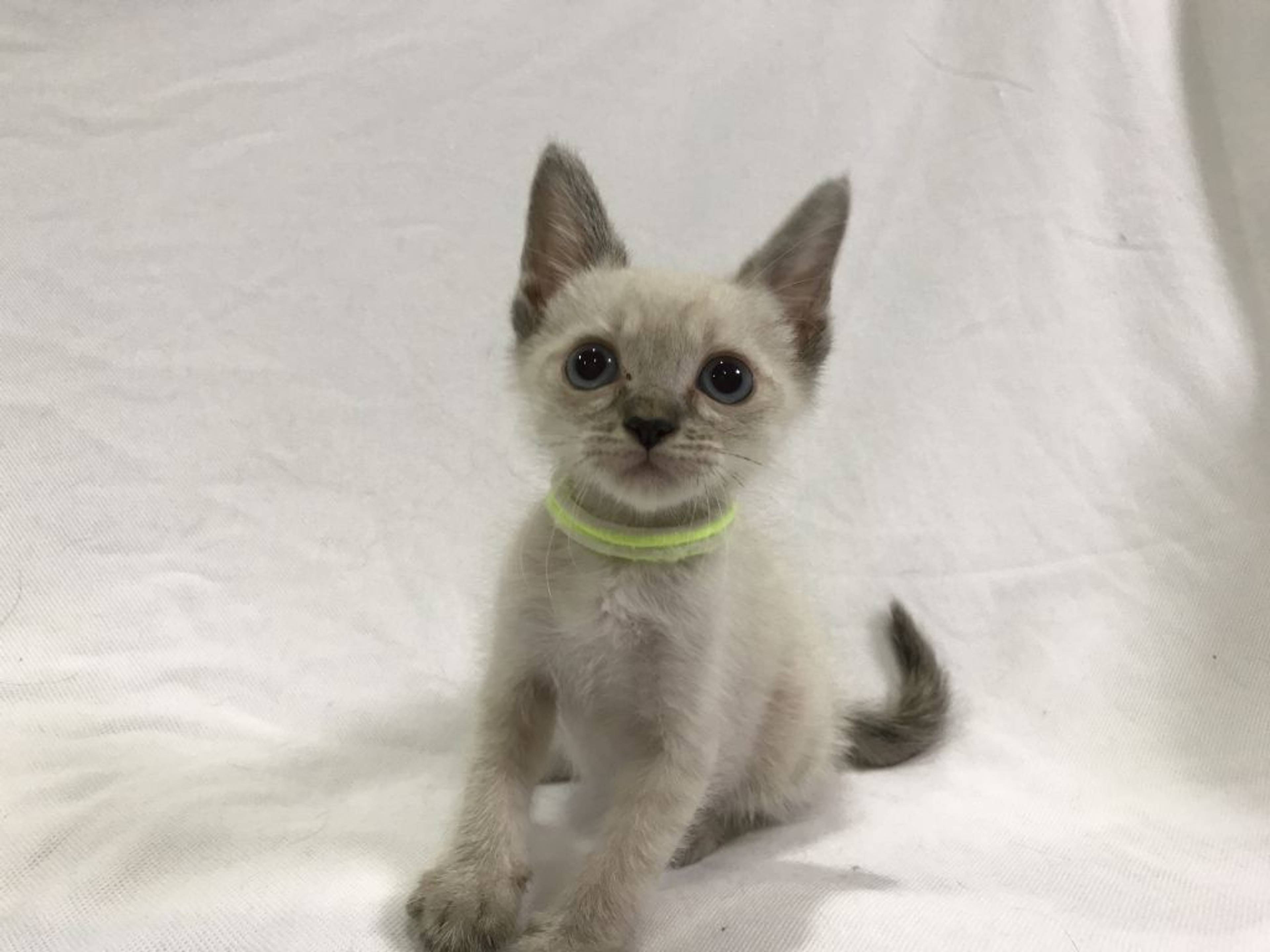 雑種（ミックス猫）・メスの里親募集の写真