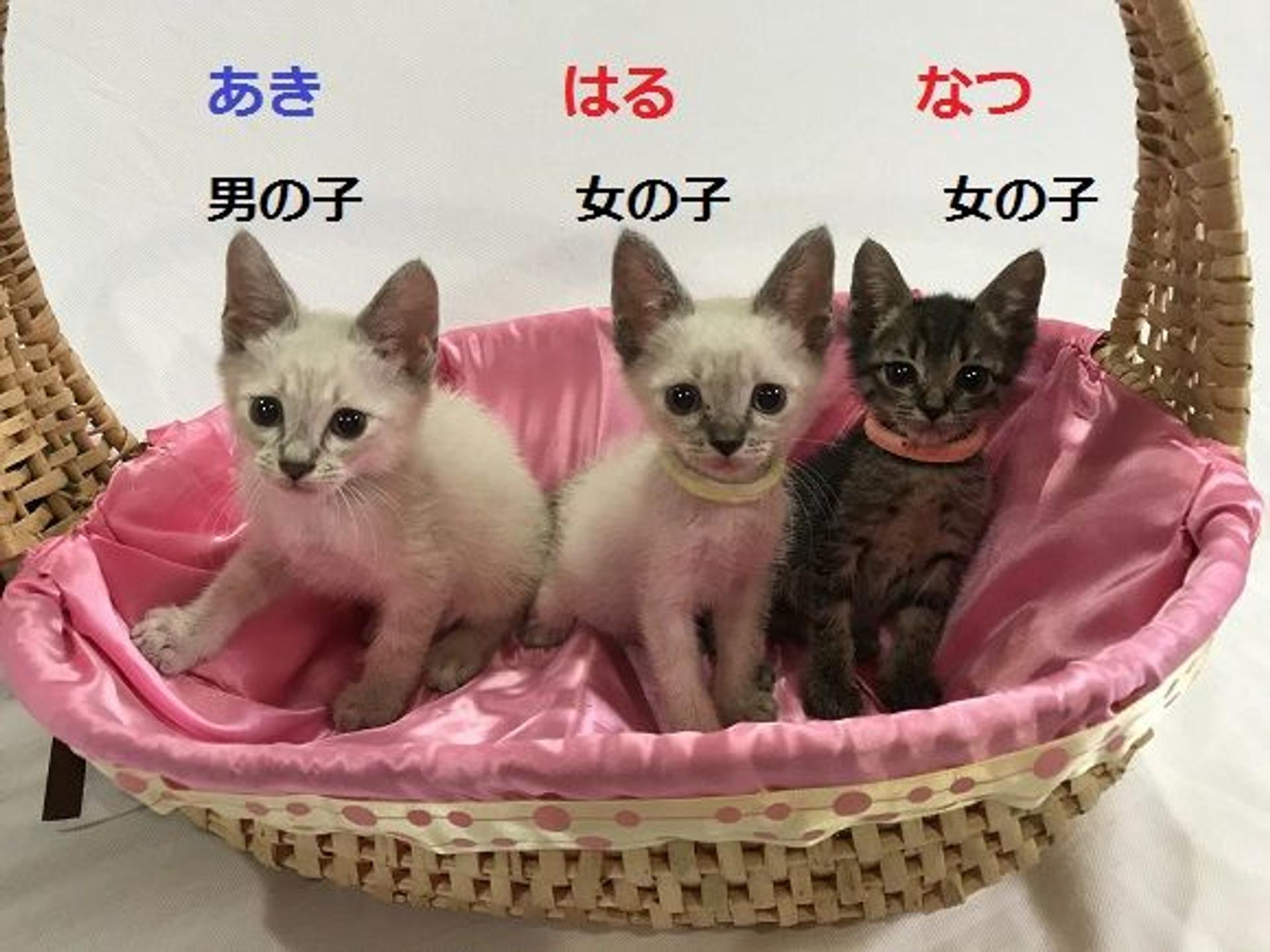 pet-image-3