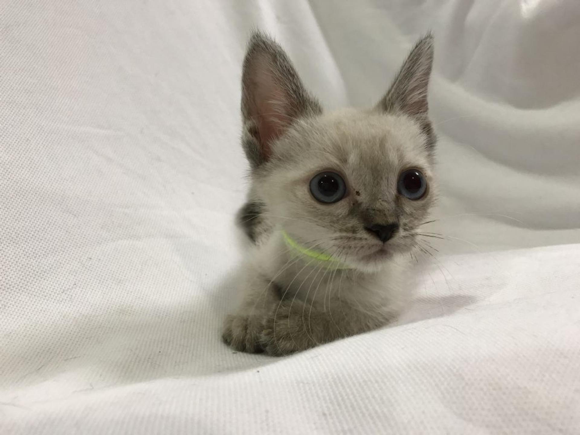 pet-image-7