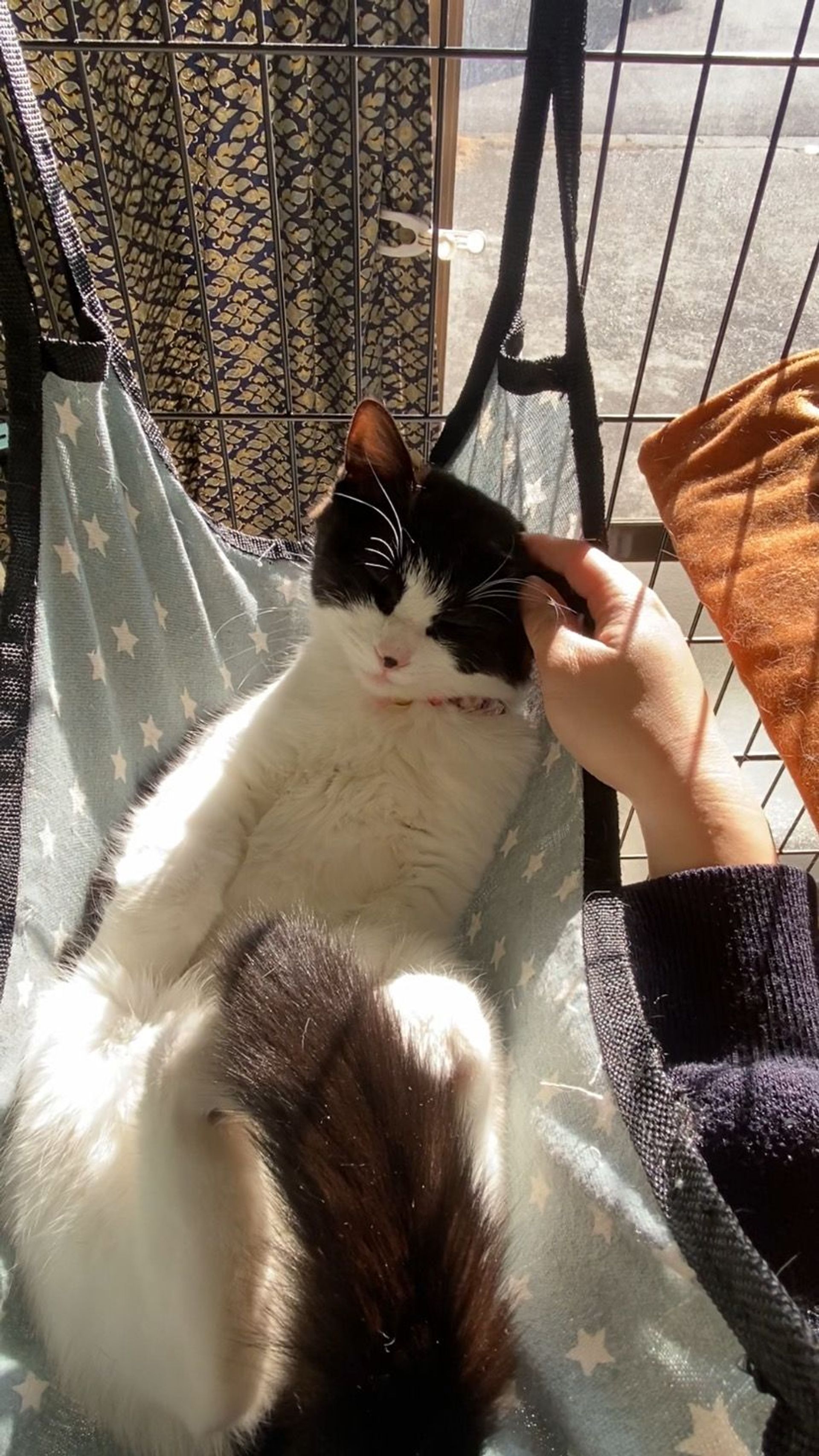 雑種（ミックス猫）・メスの里親募集の写真