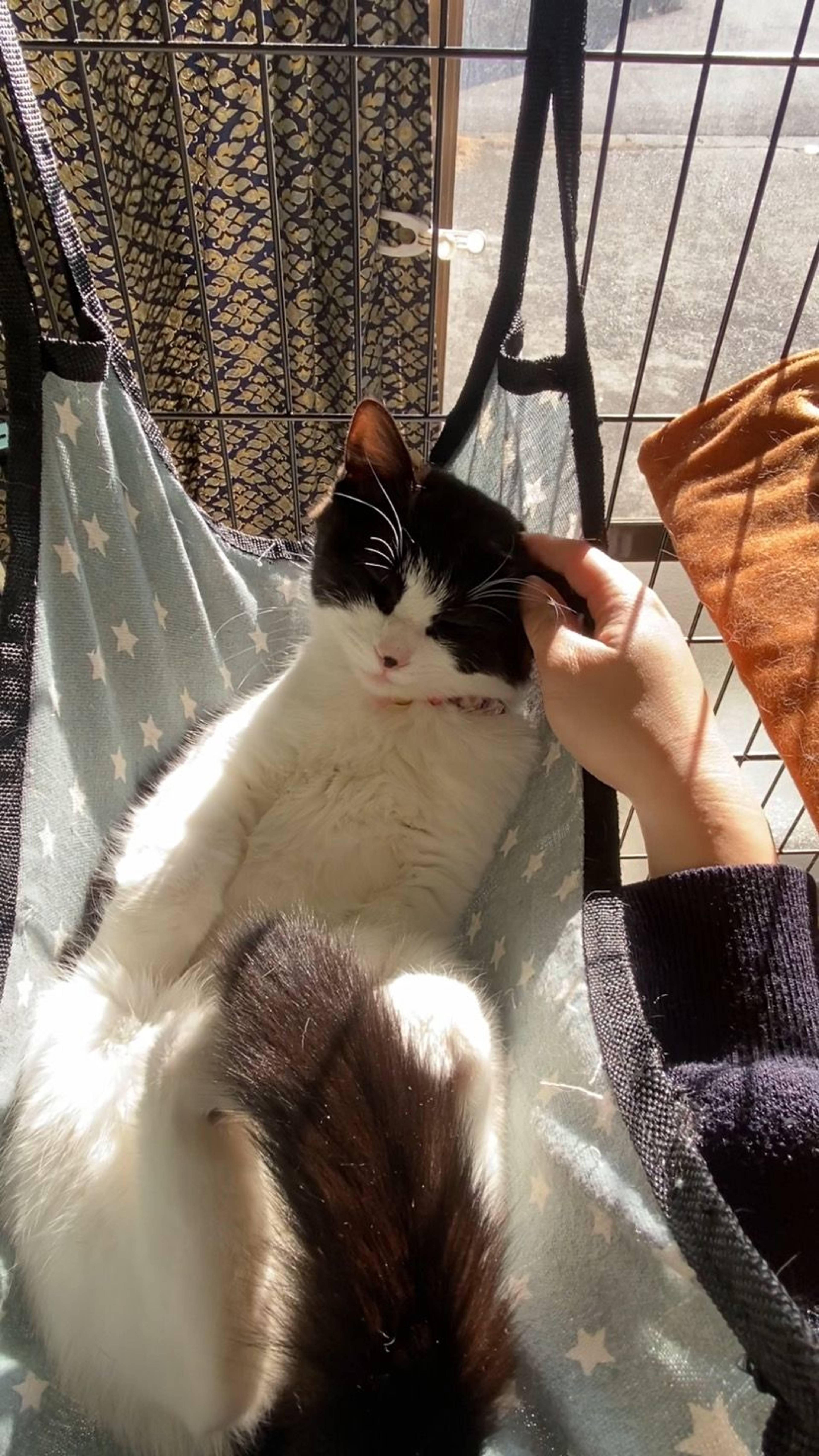 雑種（ミックス猫）・メスの里親募集の写真