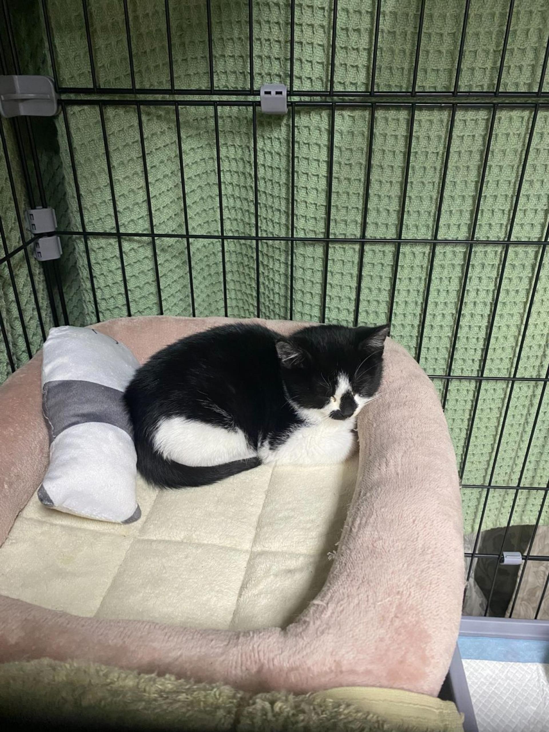 pet-image-2