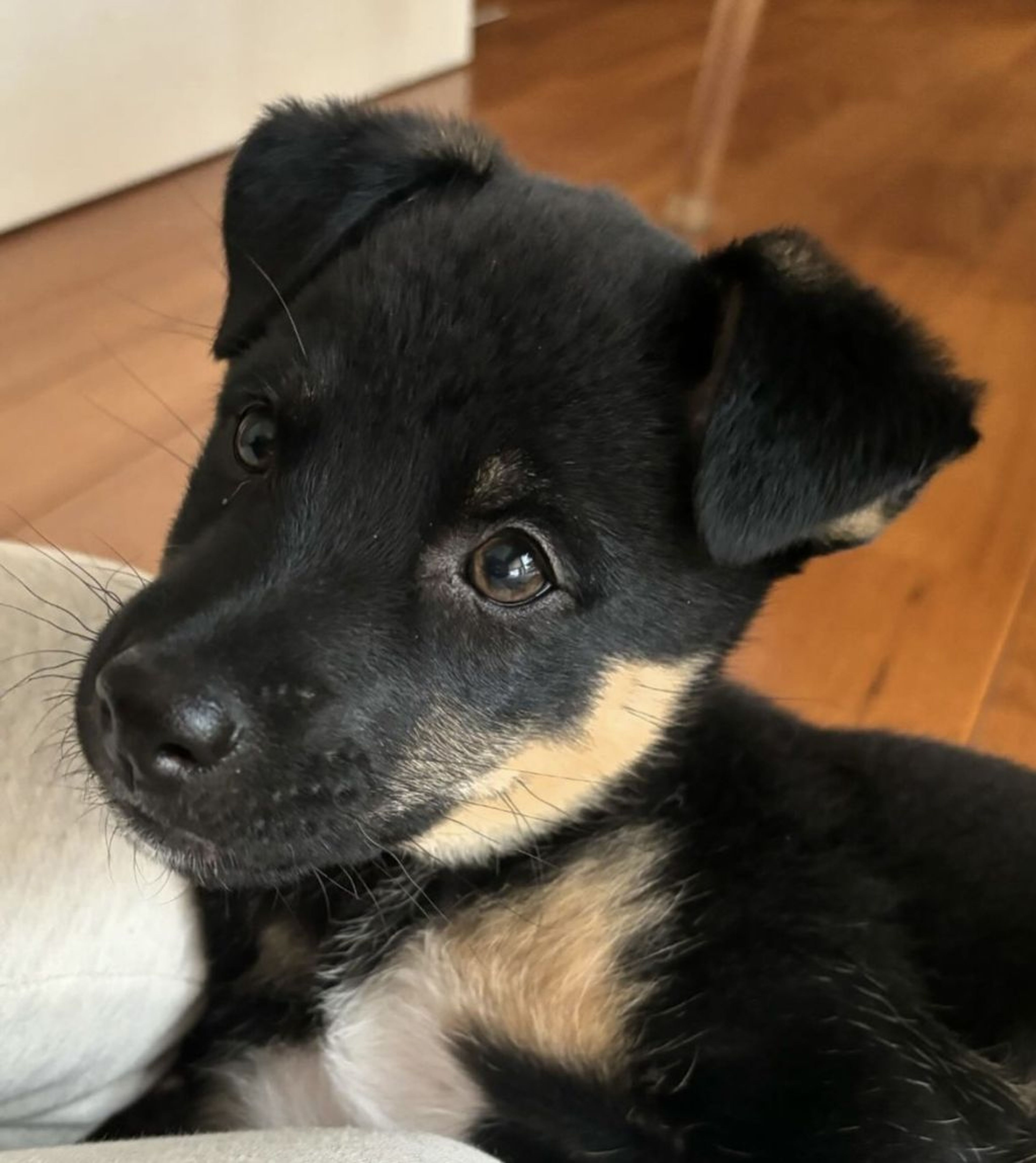 雑種（ミックス犬）・オスの里親募集の写真