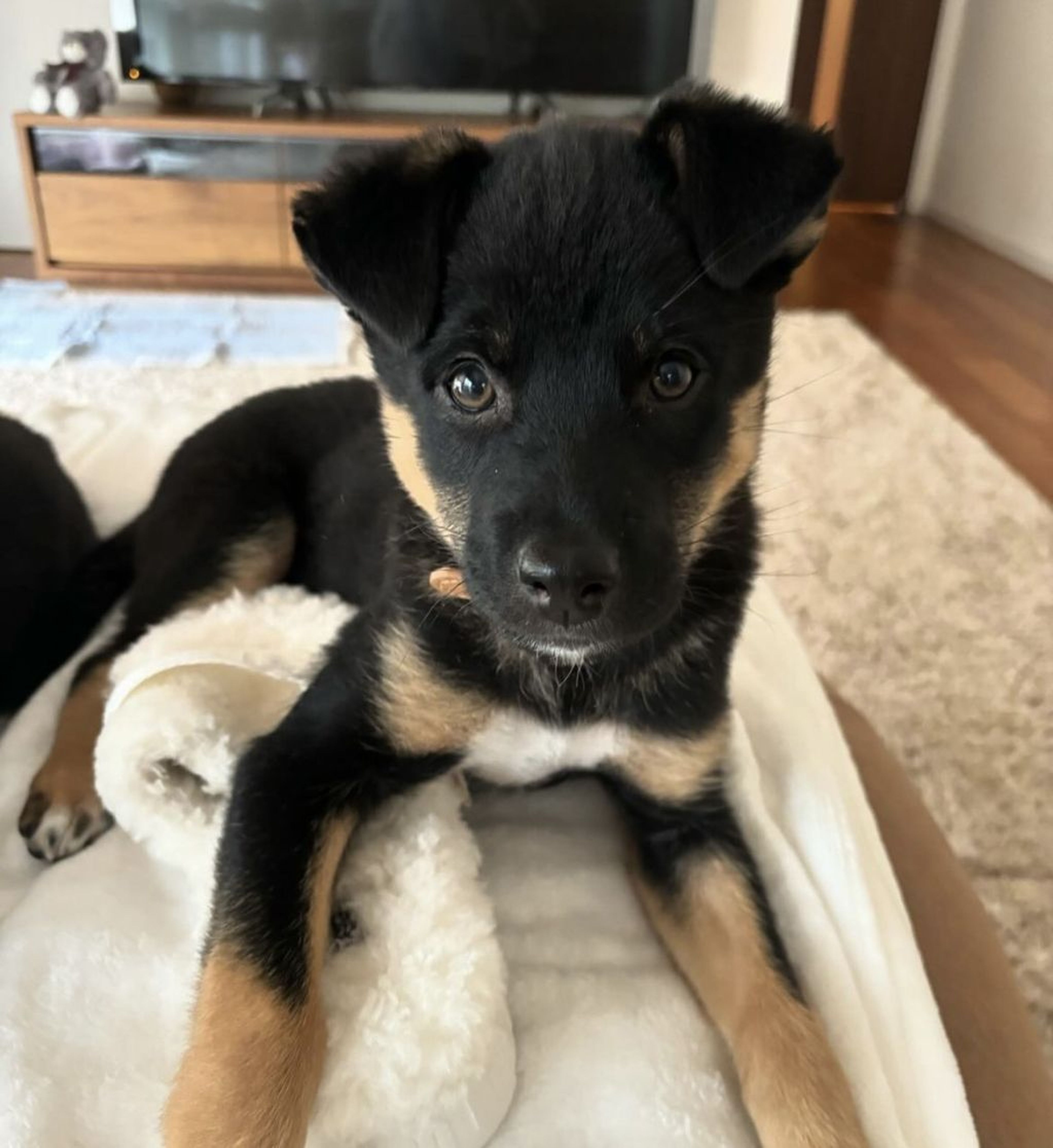 pet-image-3