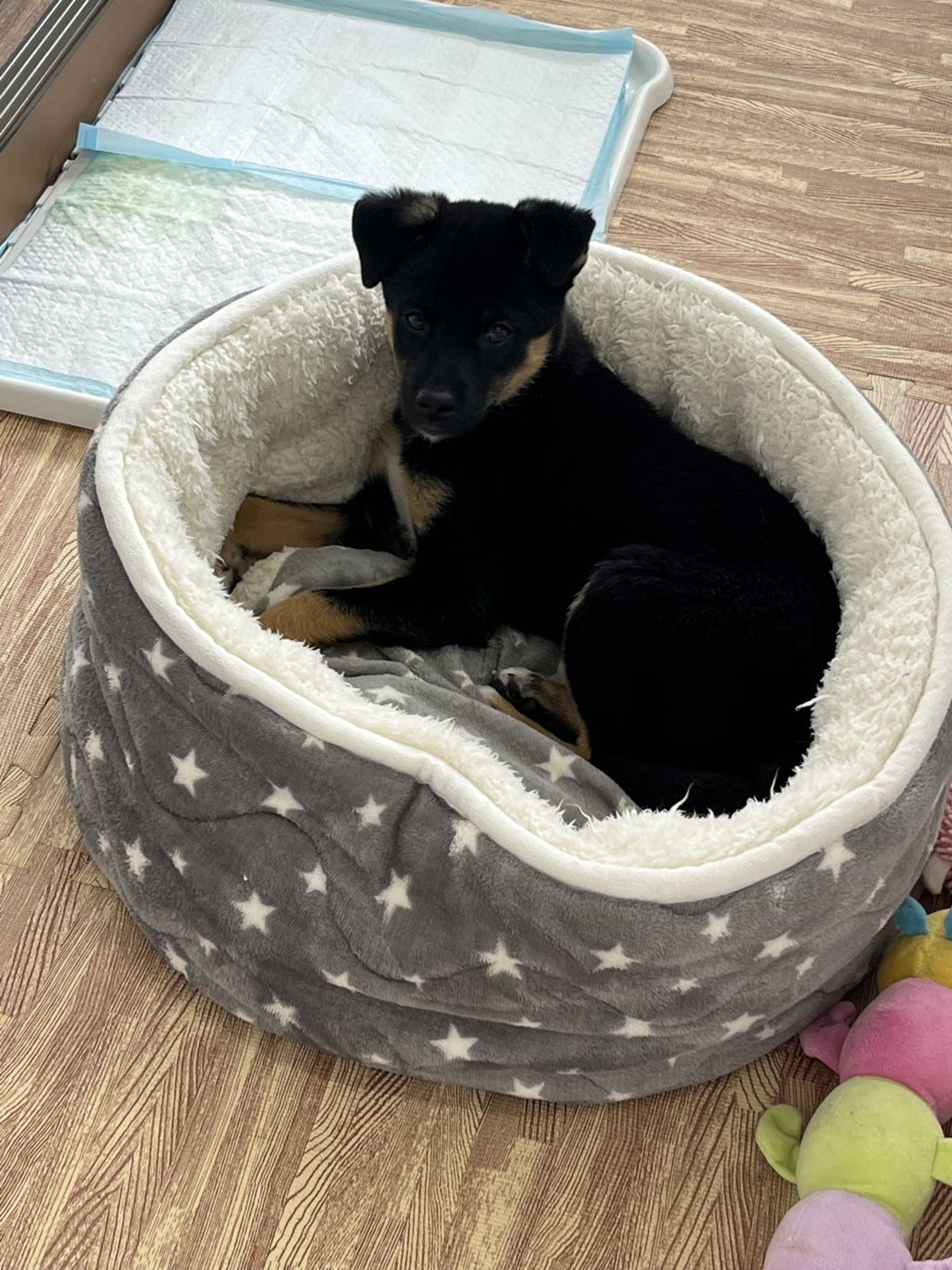 pet-image-8
