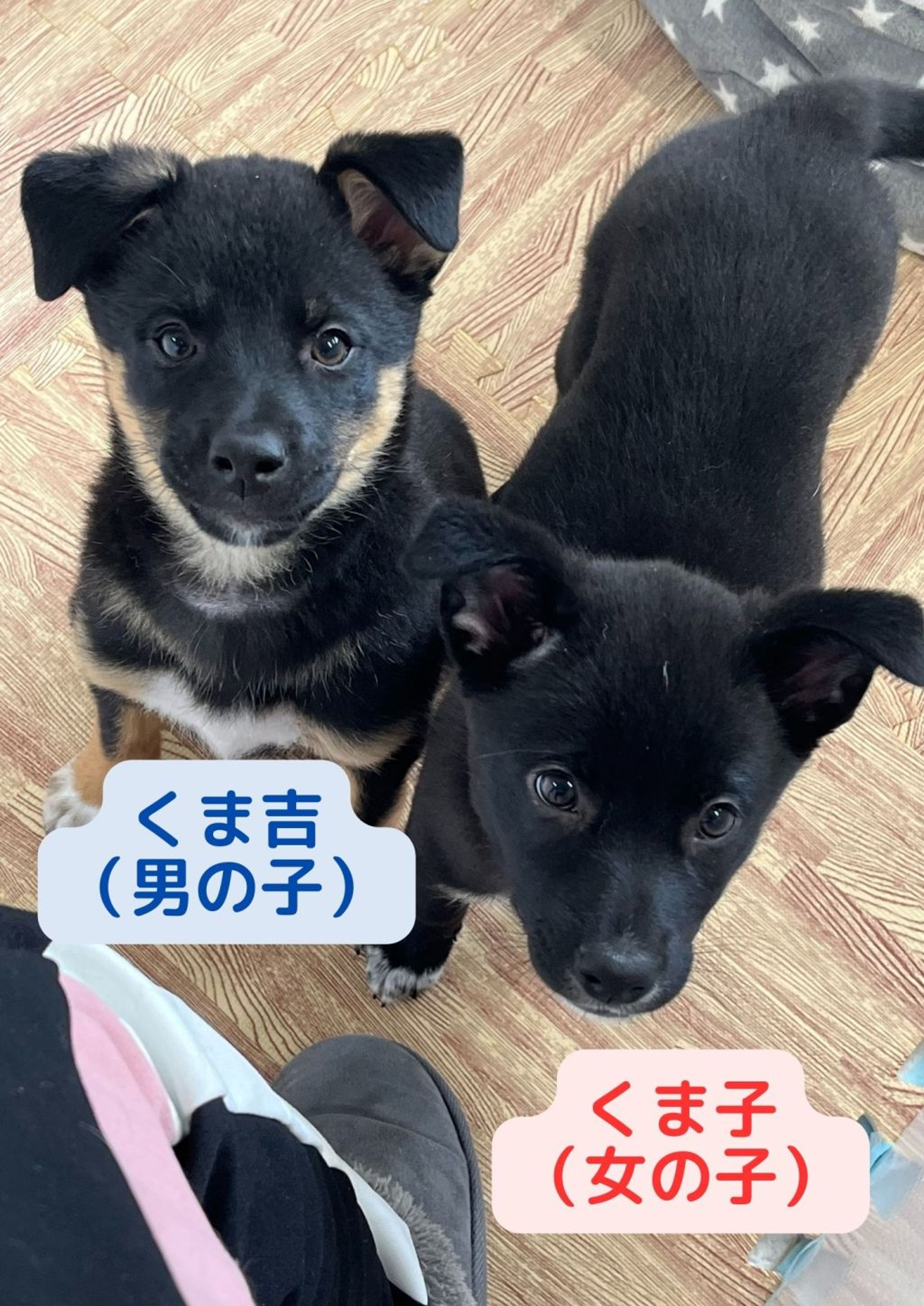 pet-image-2