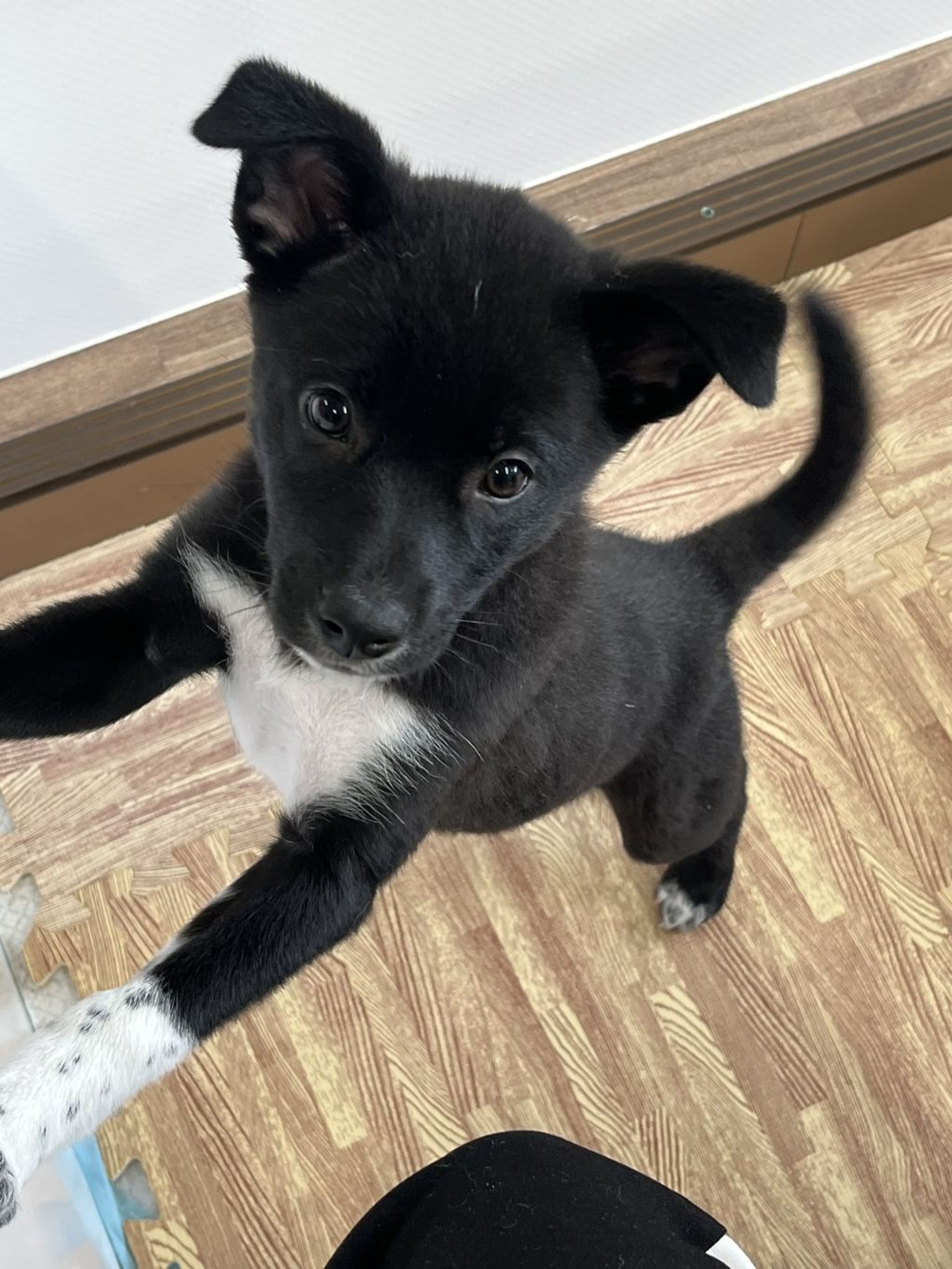 pet-image-3