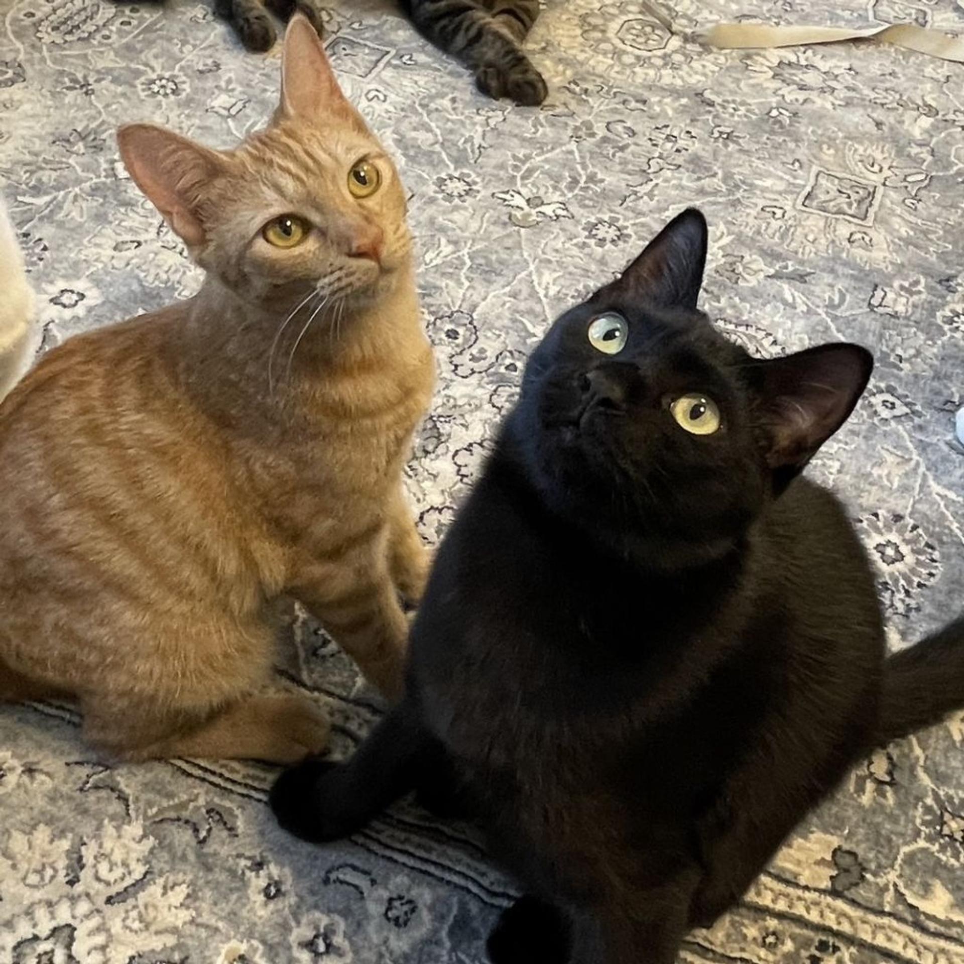 pet-image-8