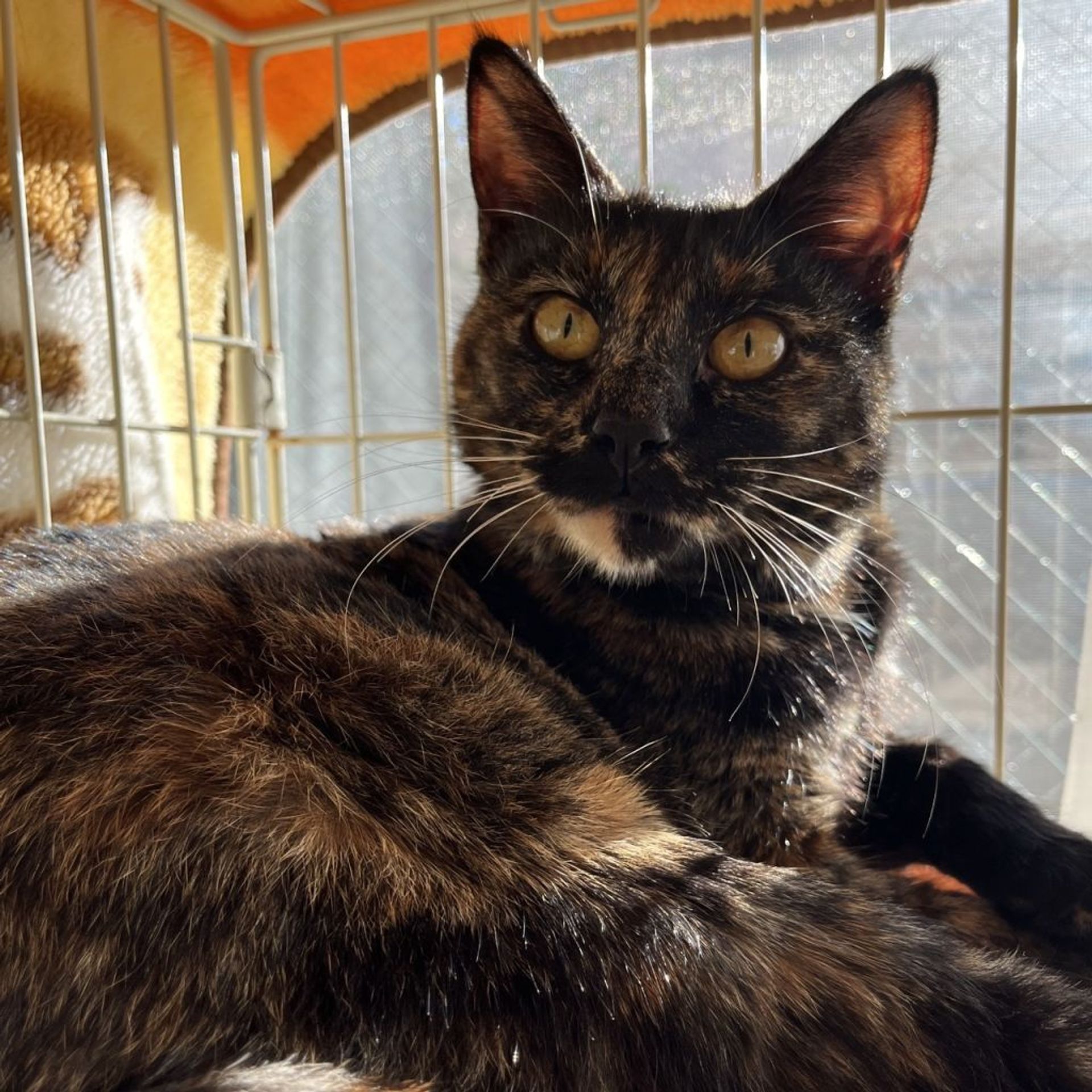 雑種（ミックス猫）・メスの里親募集の写真