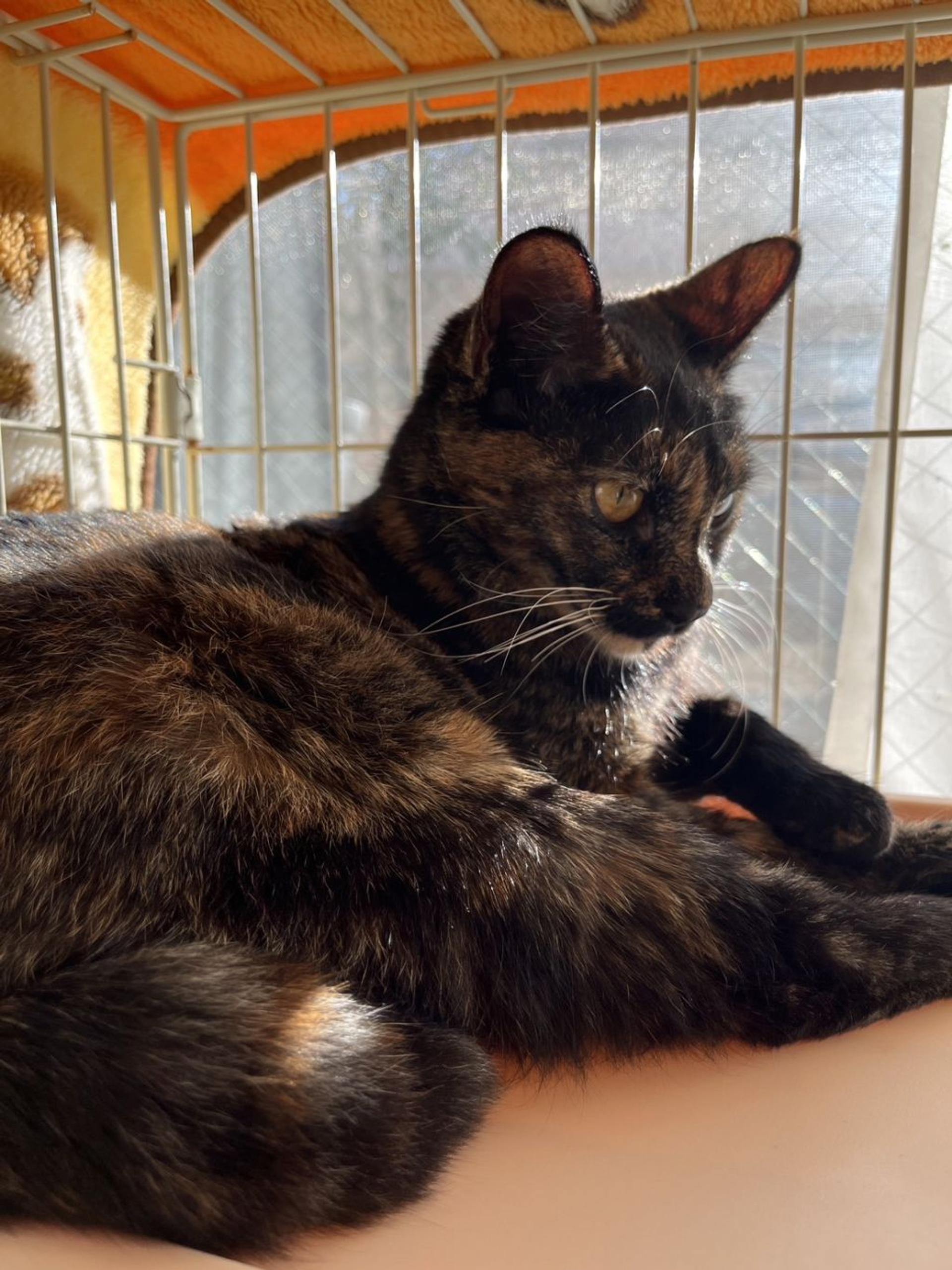 pet-image-2