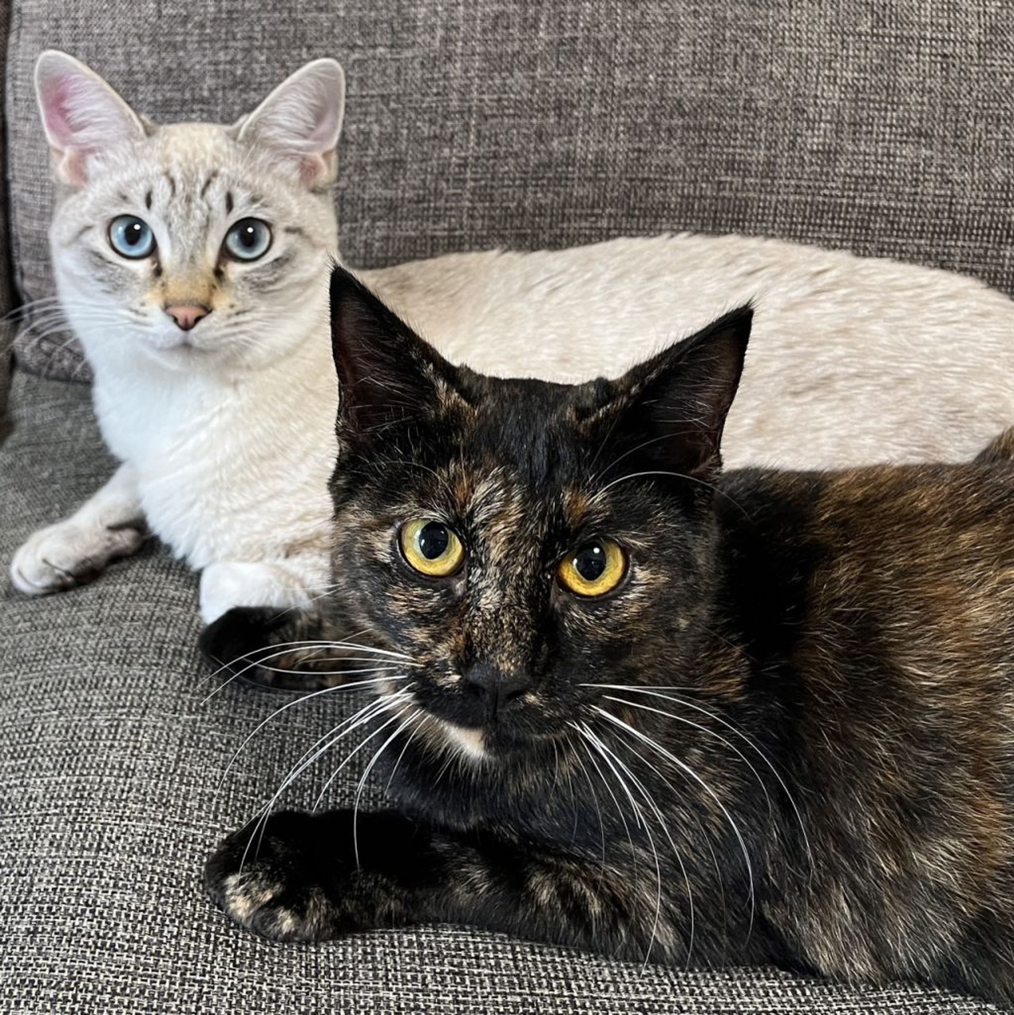 pet-image-4
