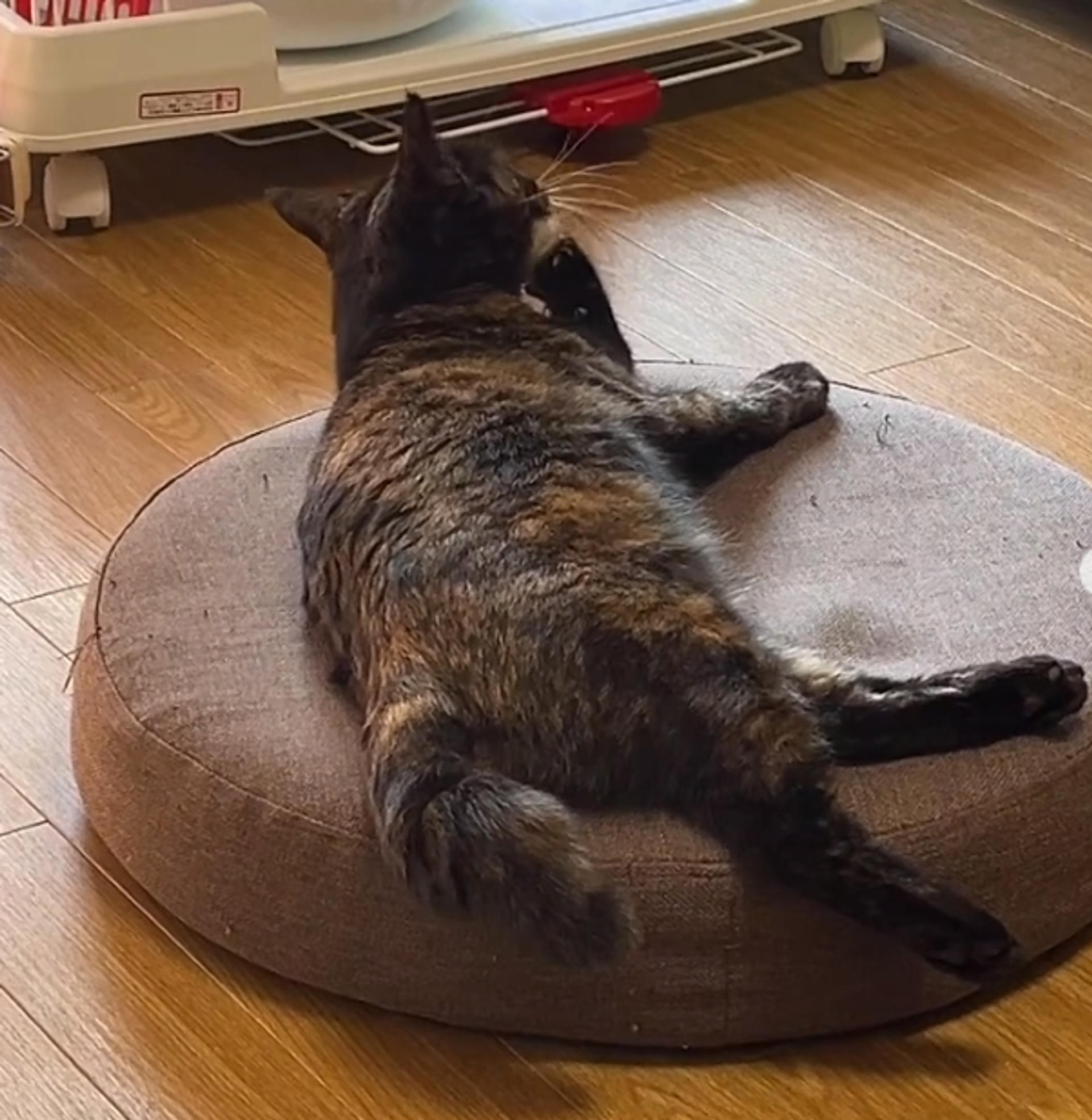 pet-image-8