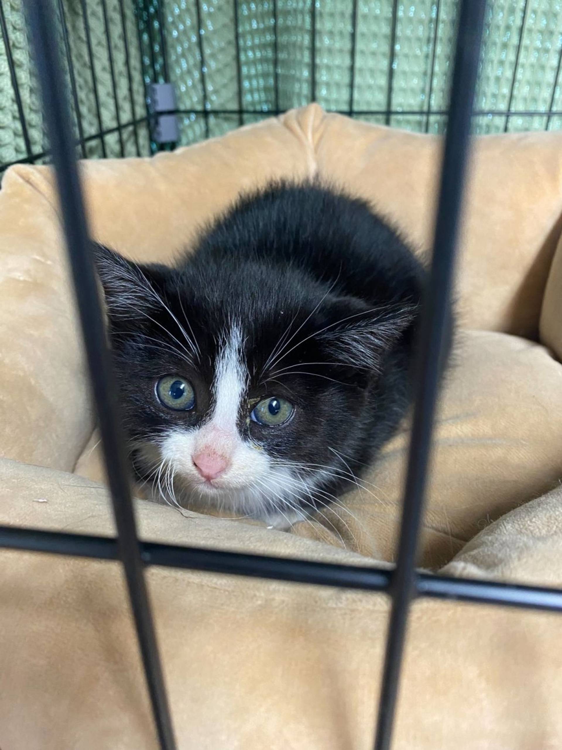 雑種（ミックス猫）・オスの里親募集の写真