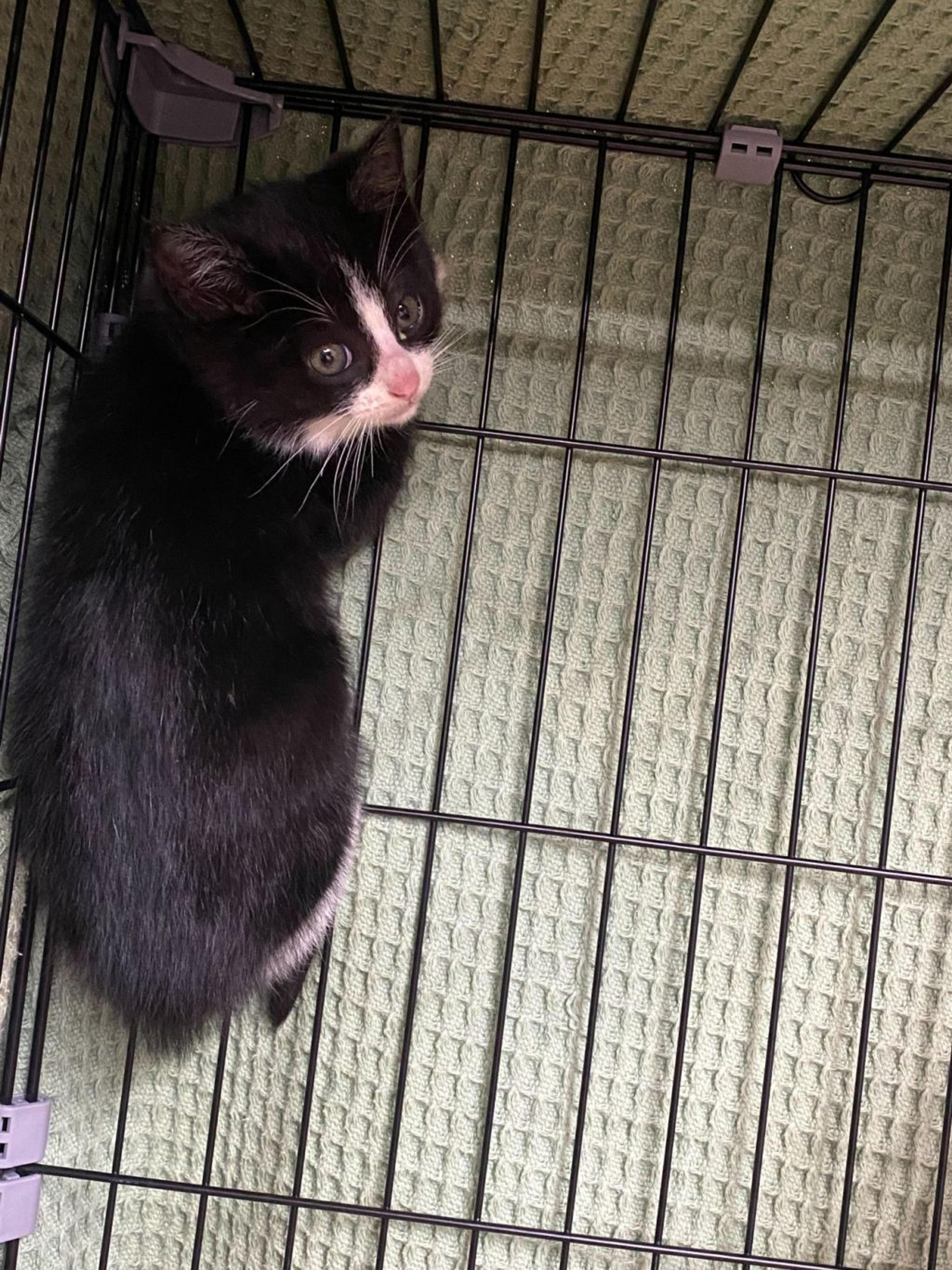 pet-image-2