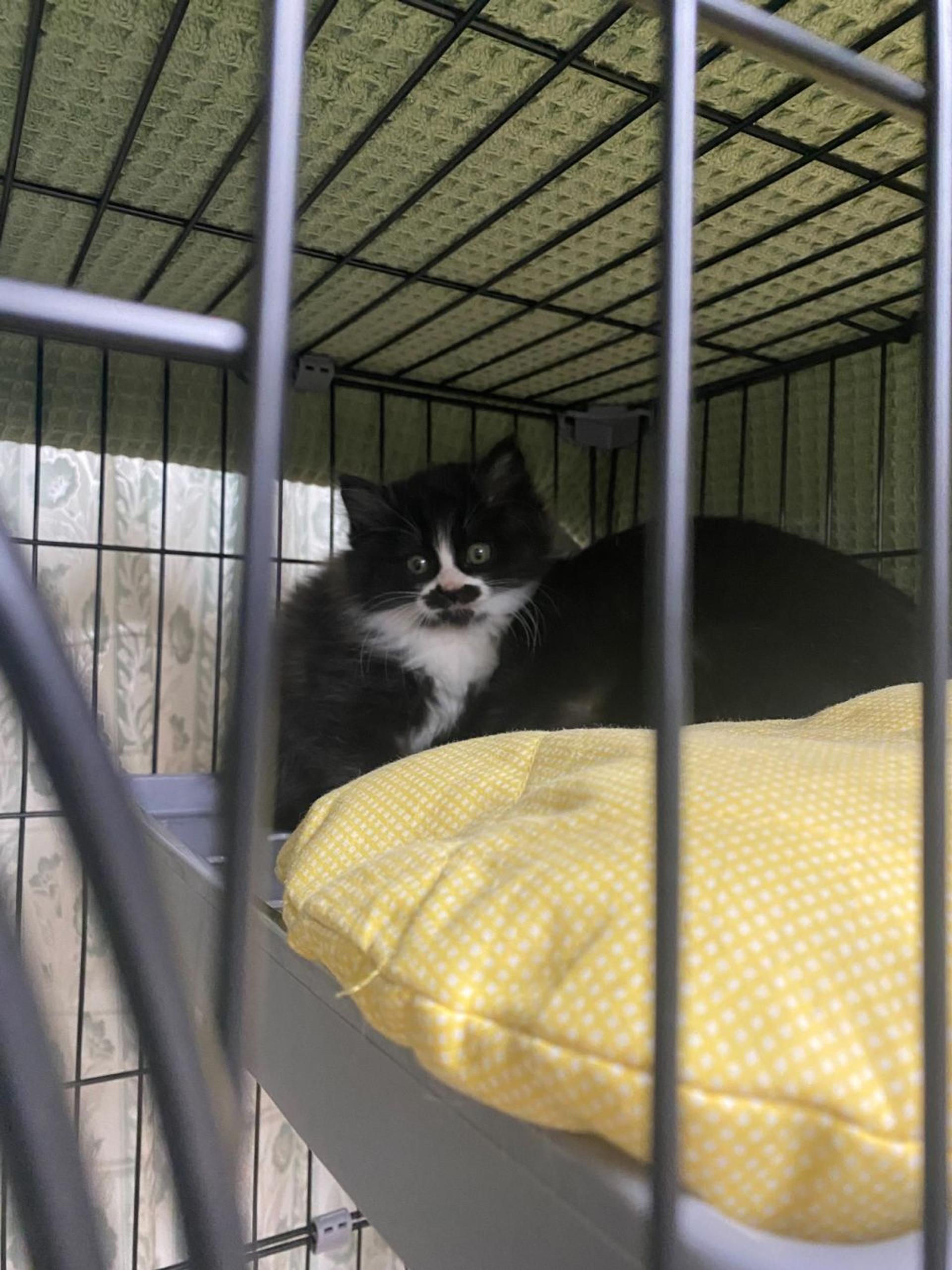 pet-image-2