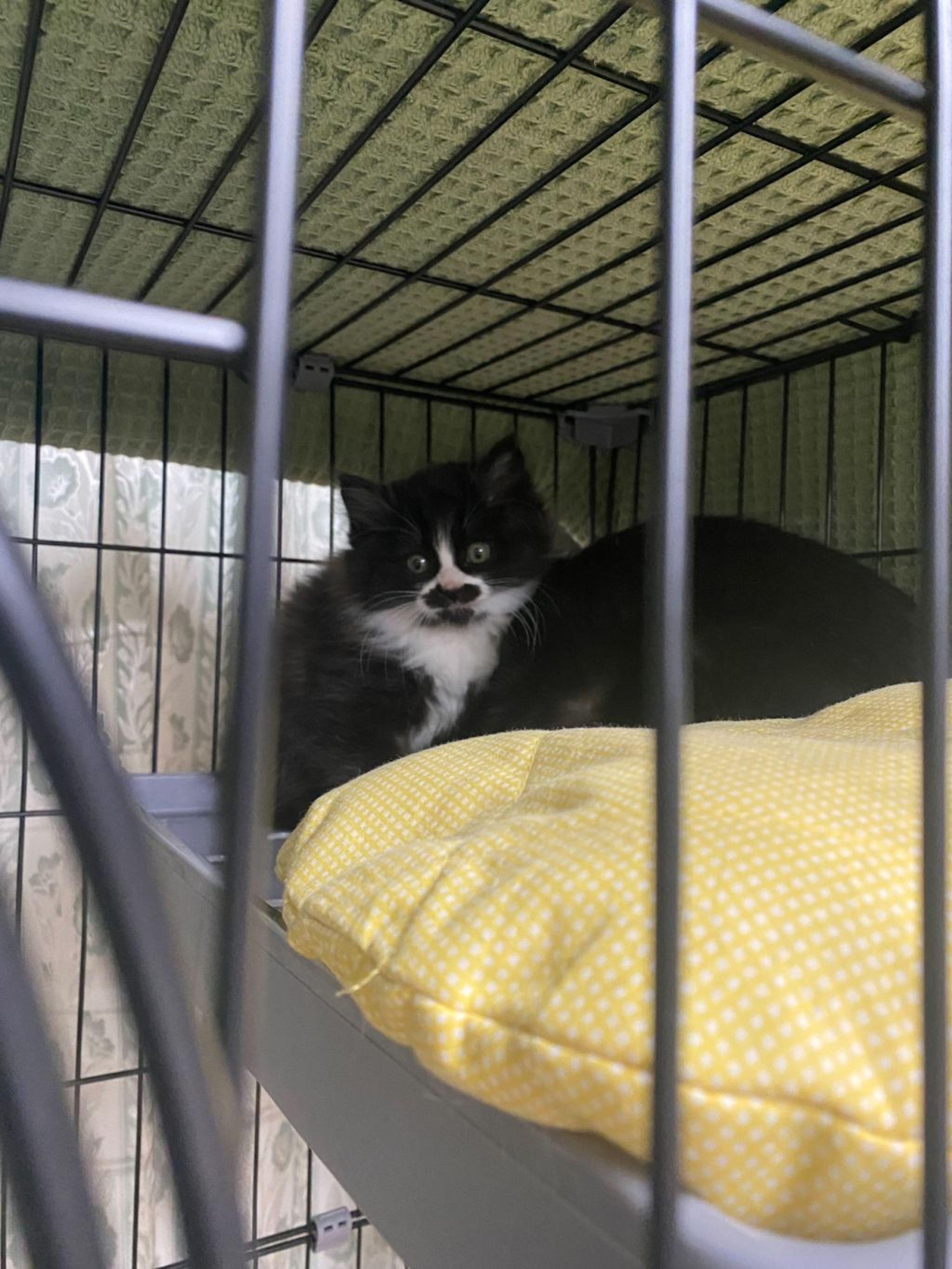 pet-image-2