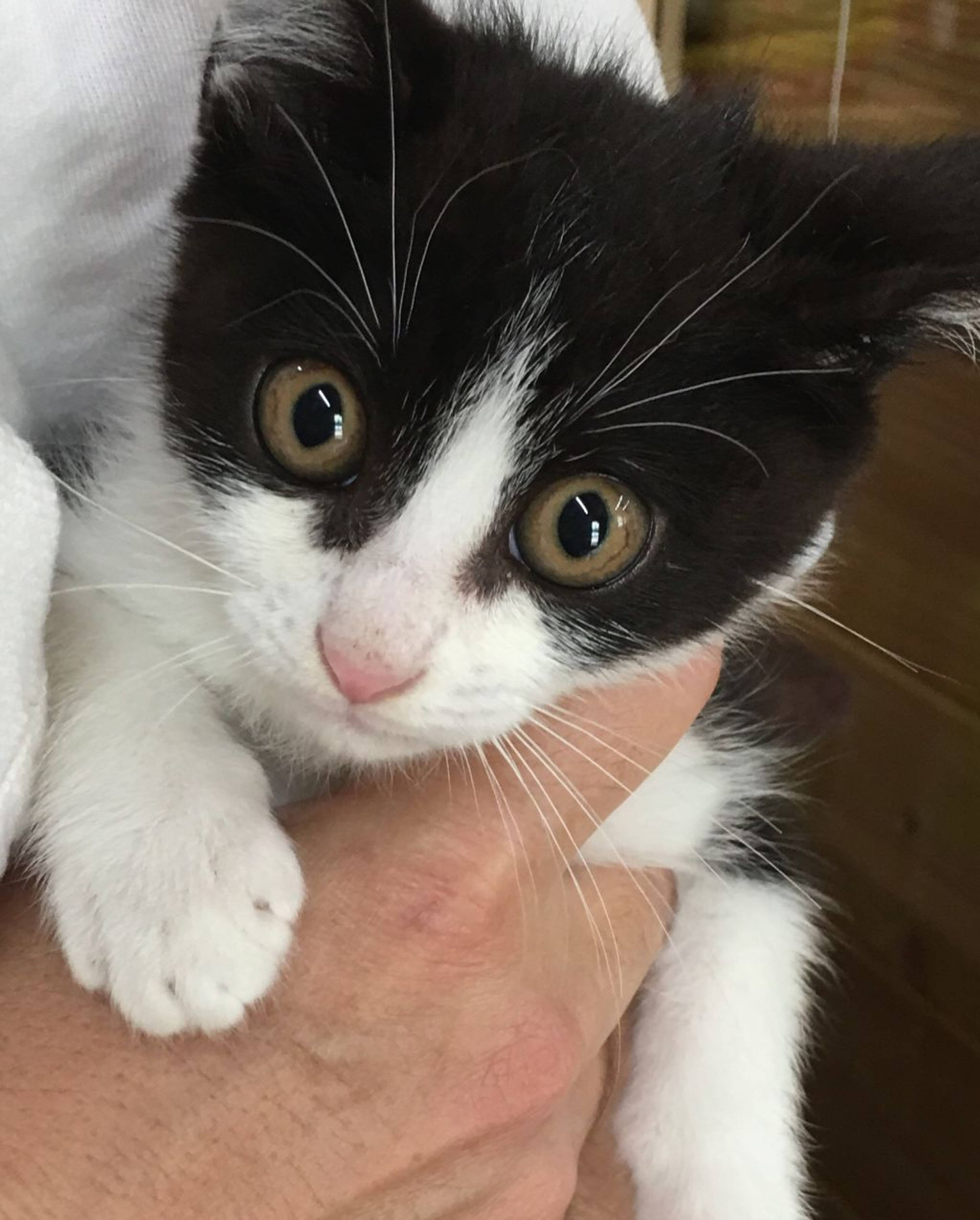 雑種（ミックス猫）・オスの里親募集の写真