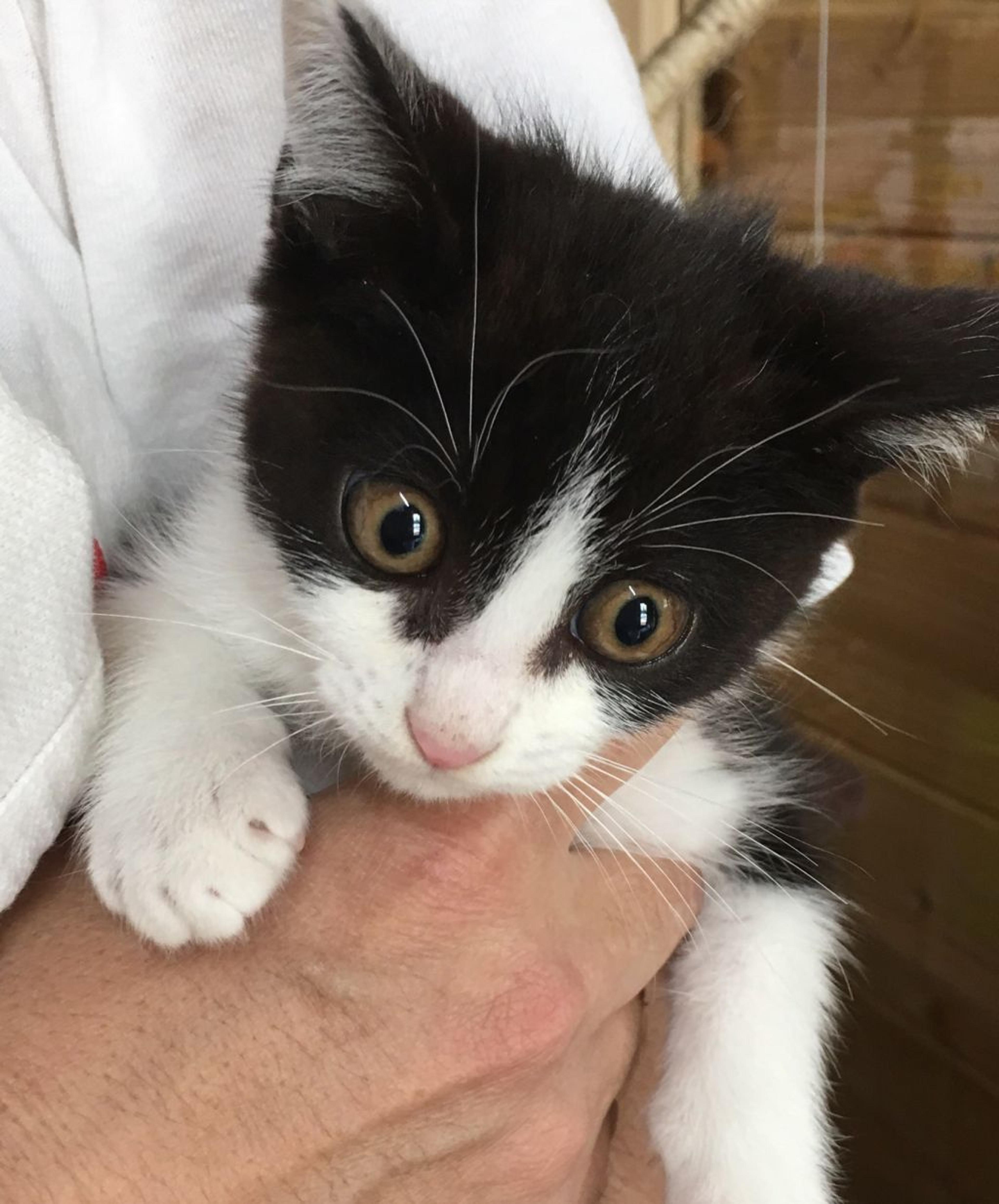 pet-image-3