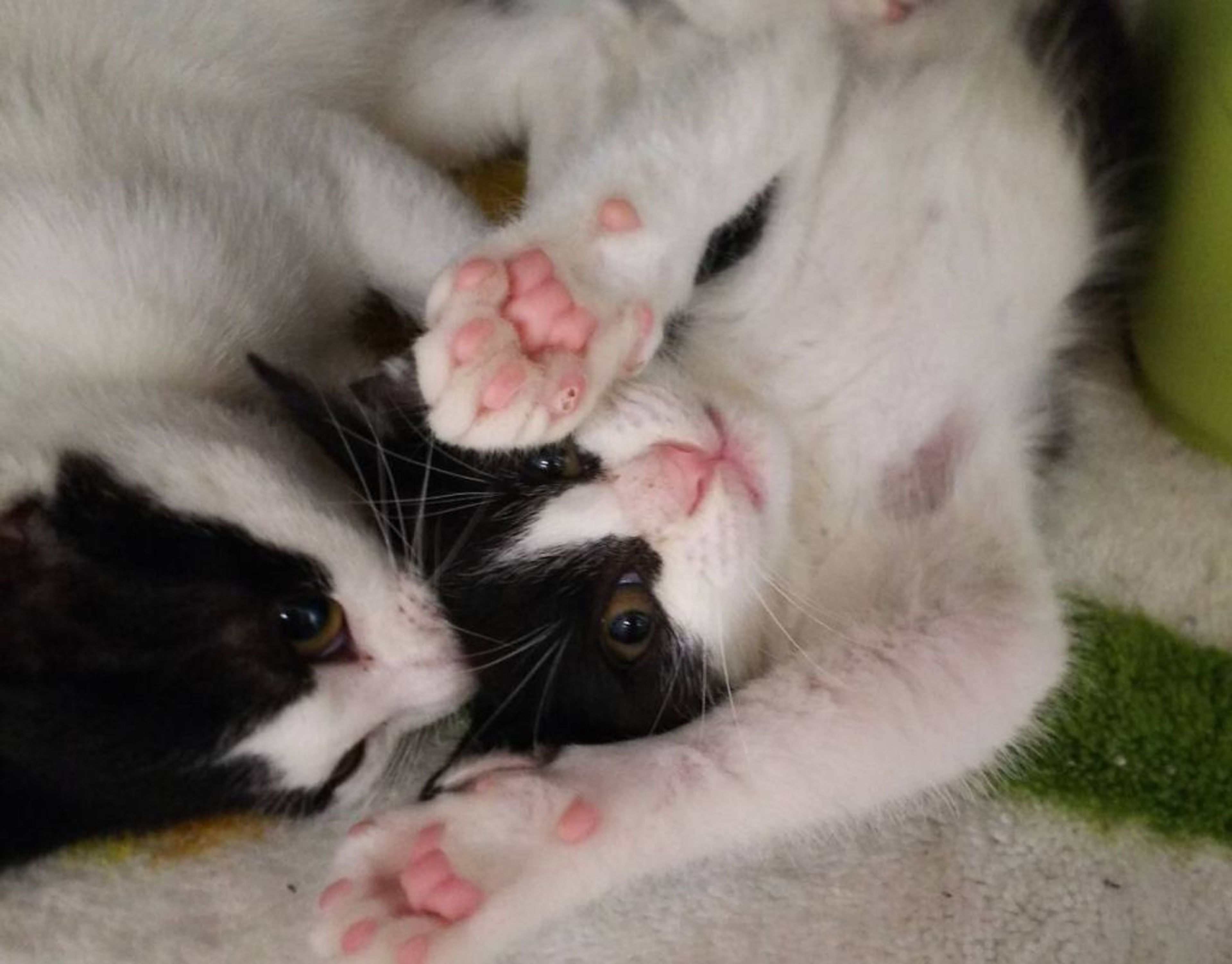 pet-image-5