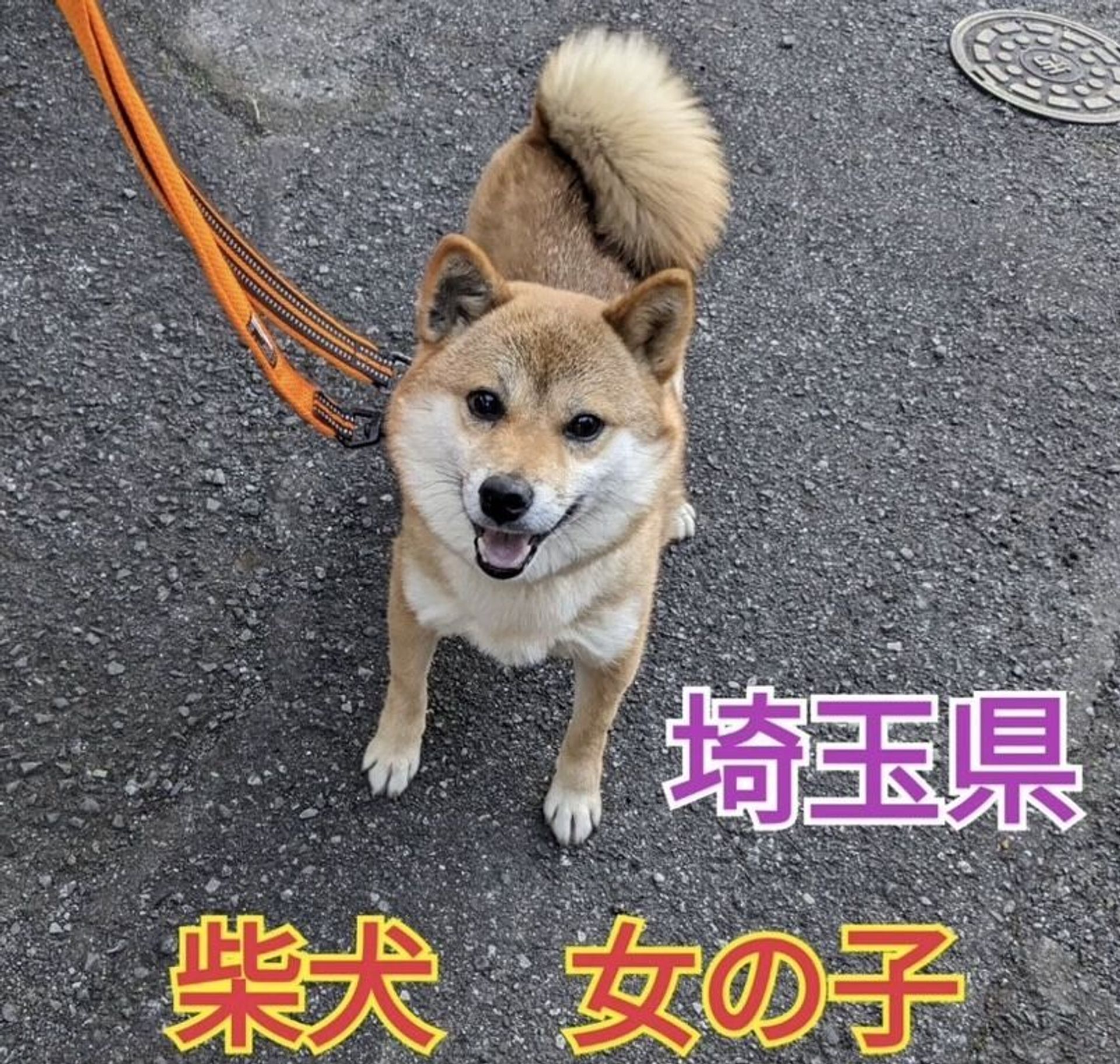 柴犬・メスの里親募集の写真