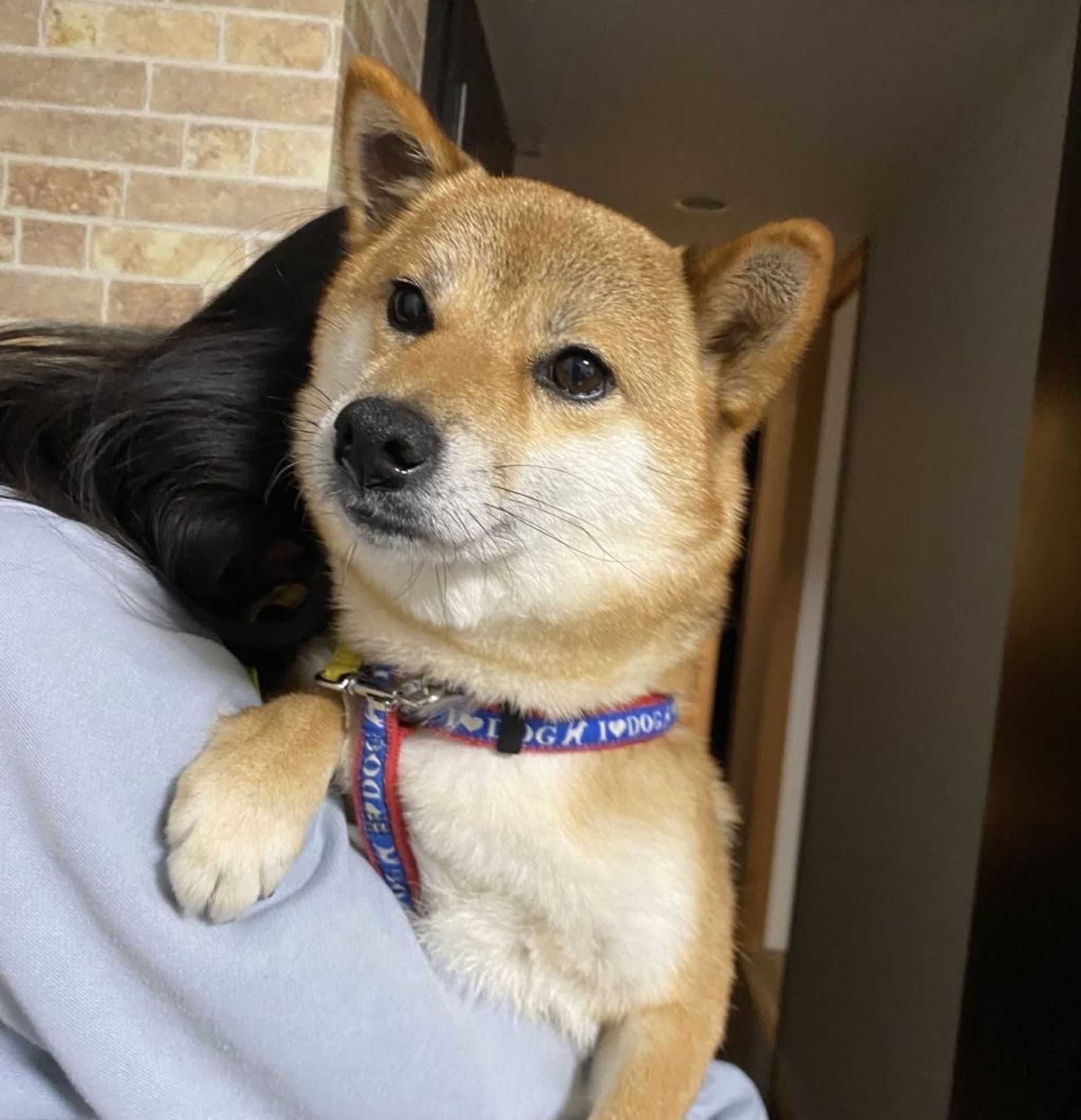 柴犬・メスの里親募集の写真