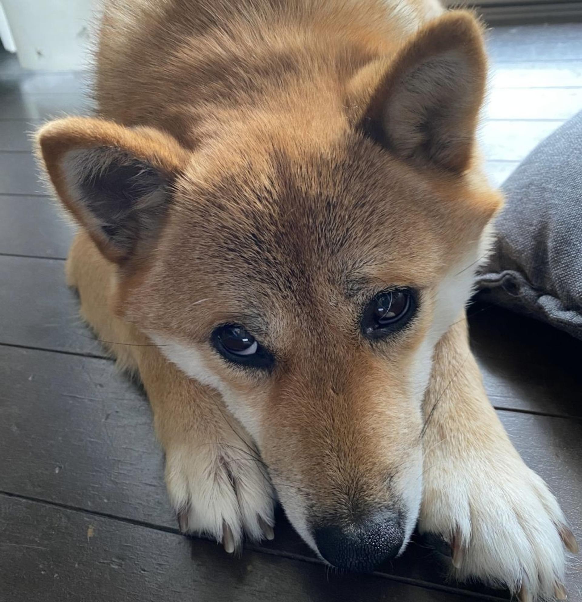 pet-image-4