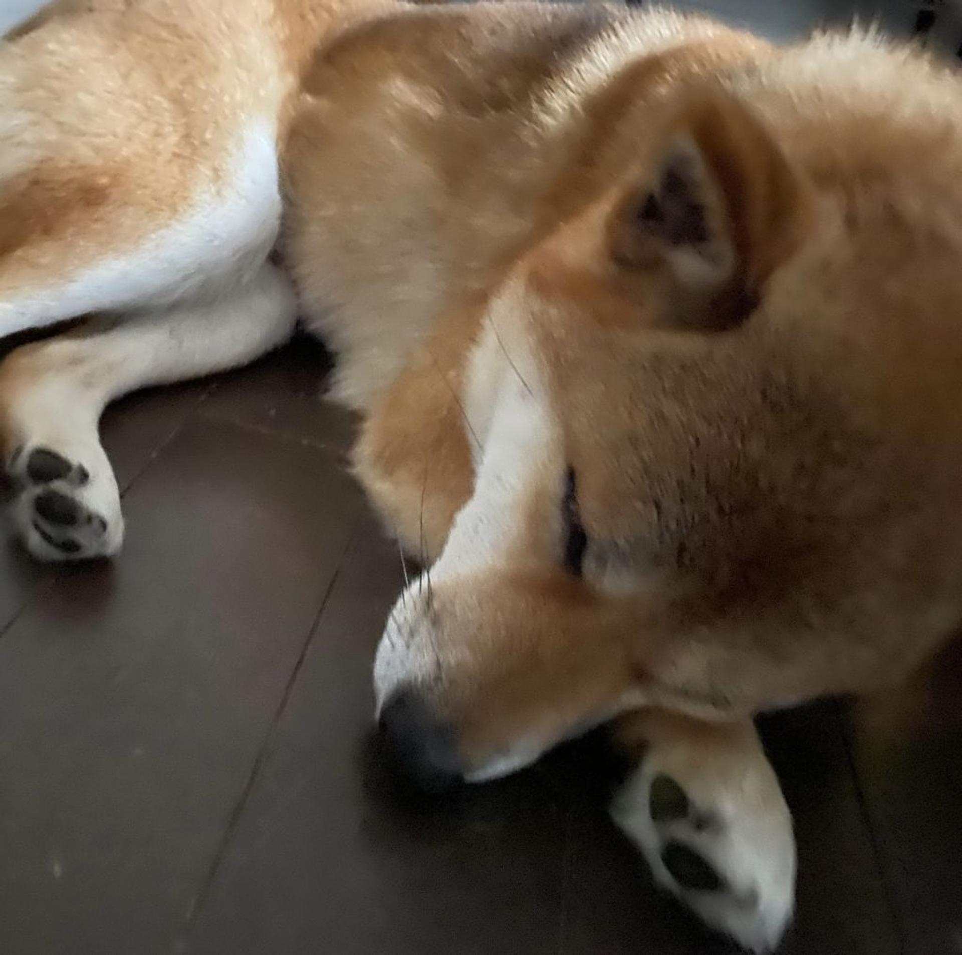 pet-image-5