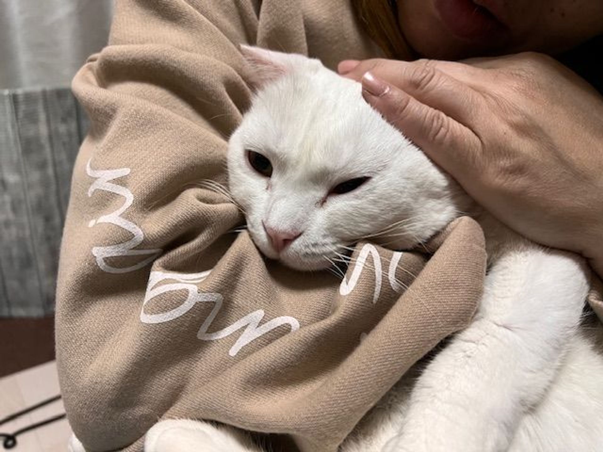 雑種（ミックス猫）・メスの里親募集の写真