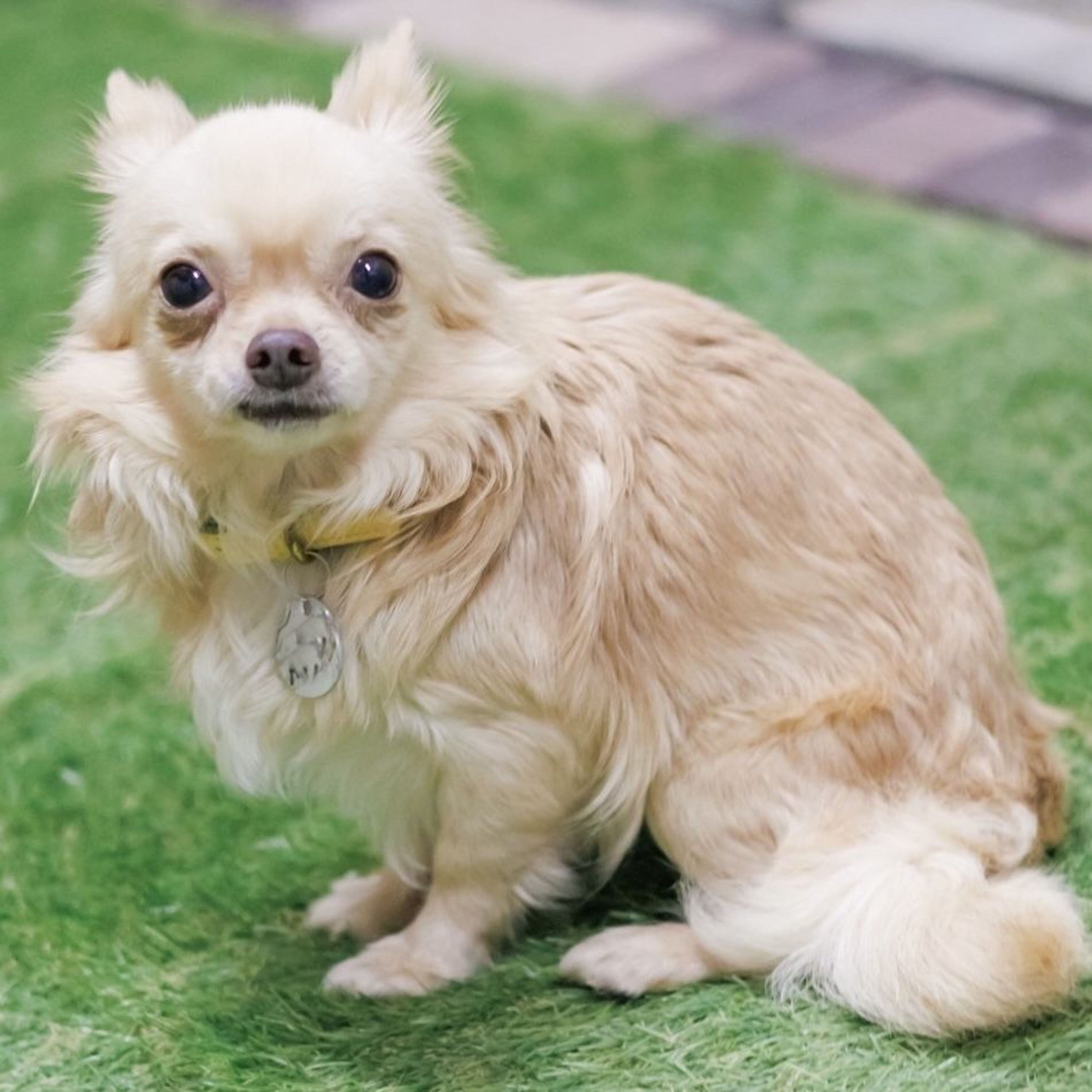pet-image-4