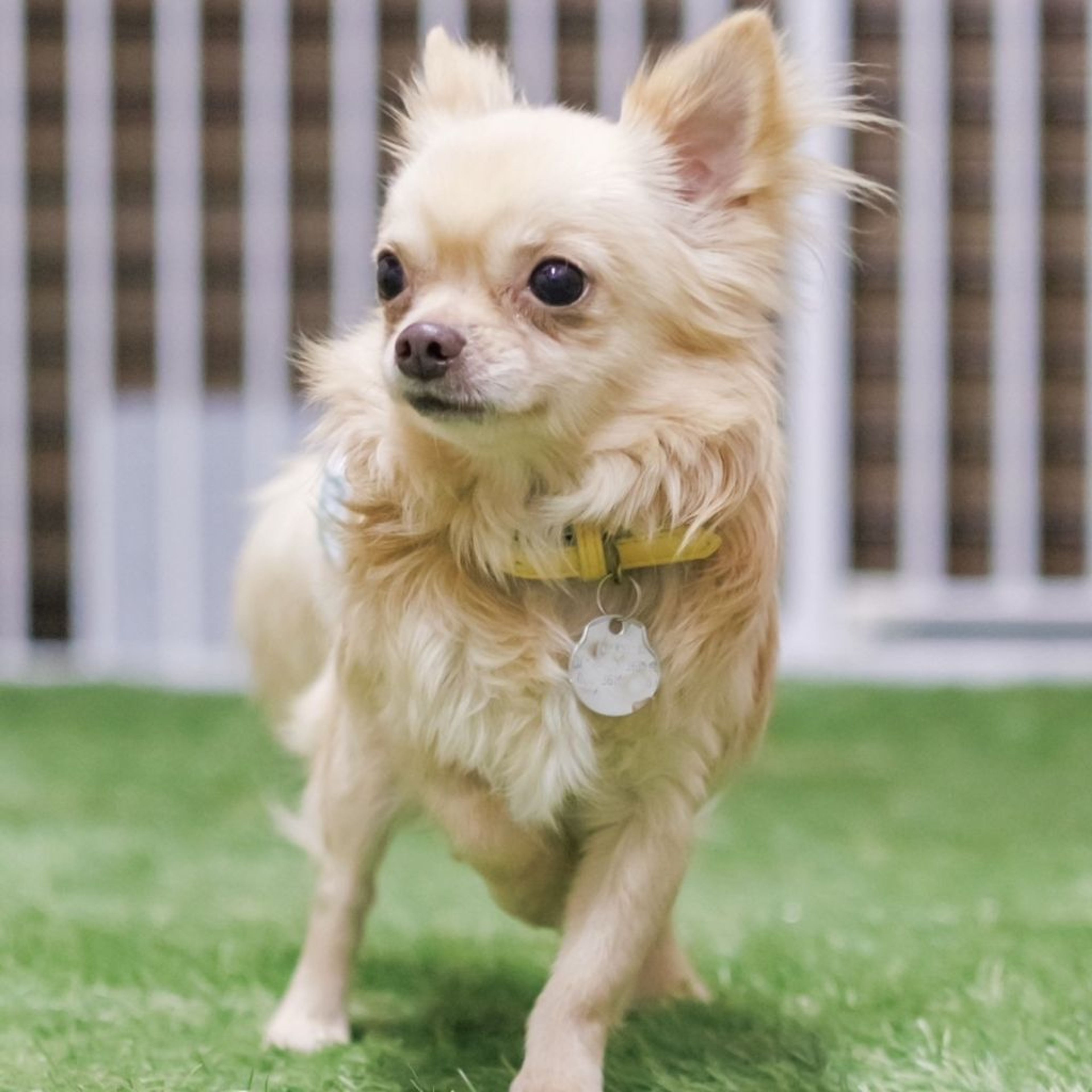 pet-image-5
