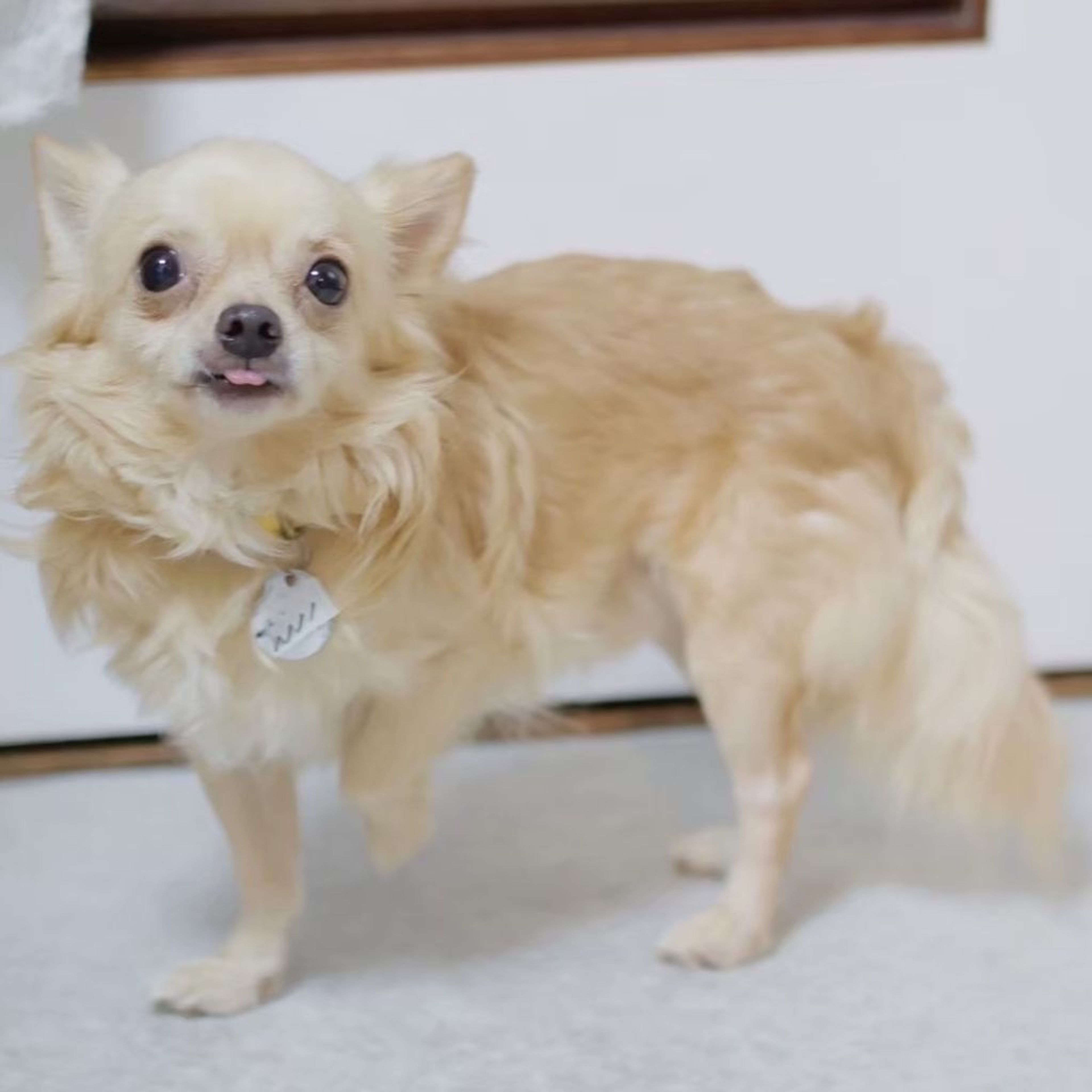 pet-image-6