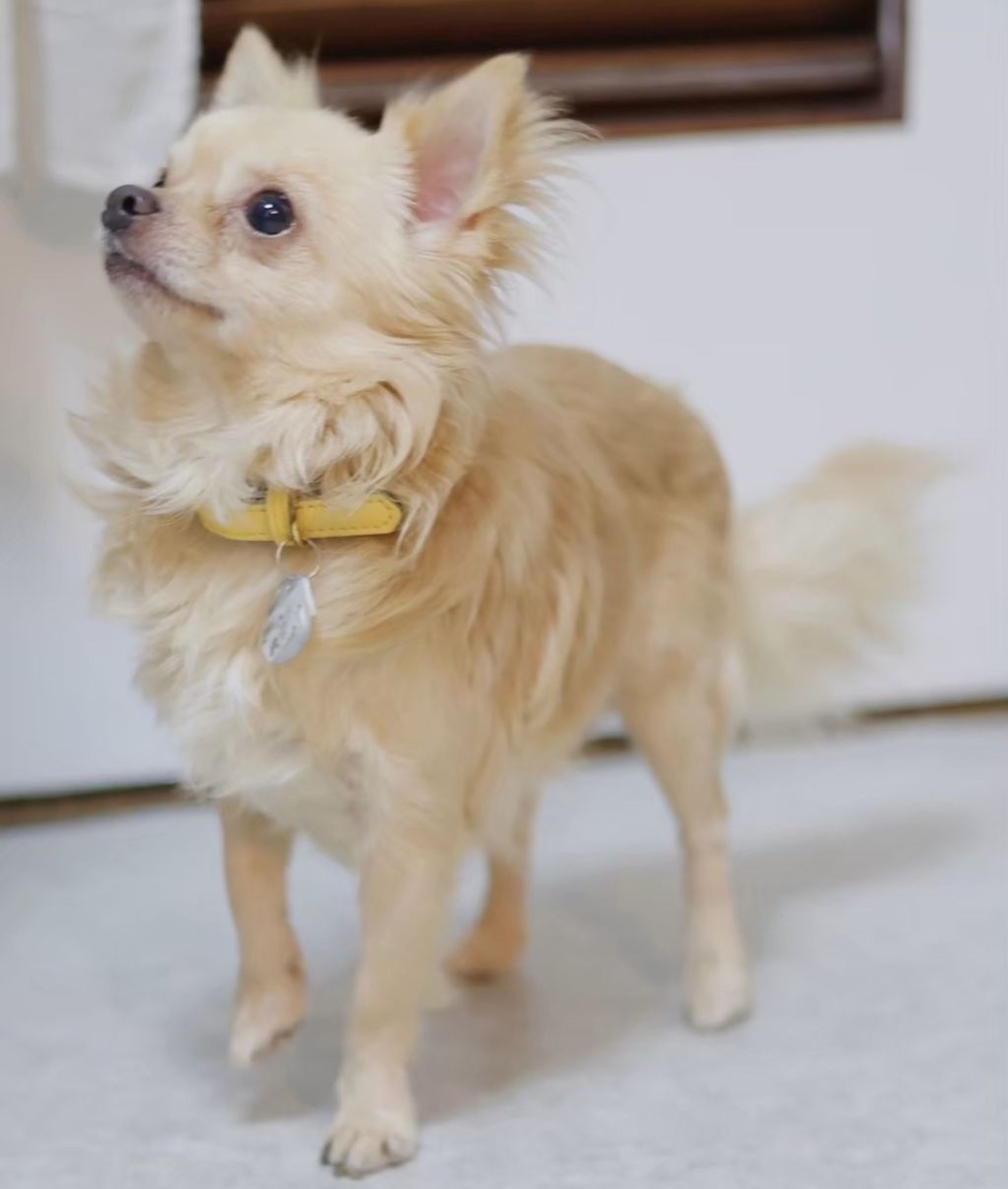 pet-image-7