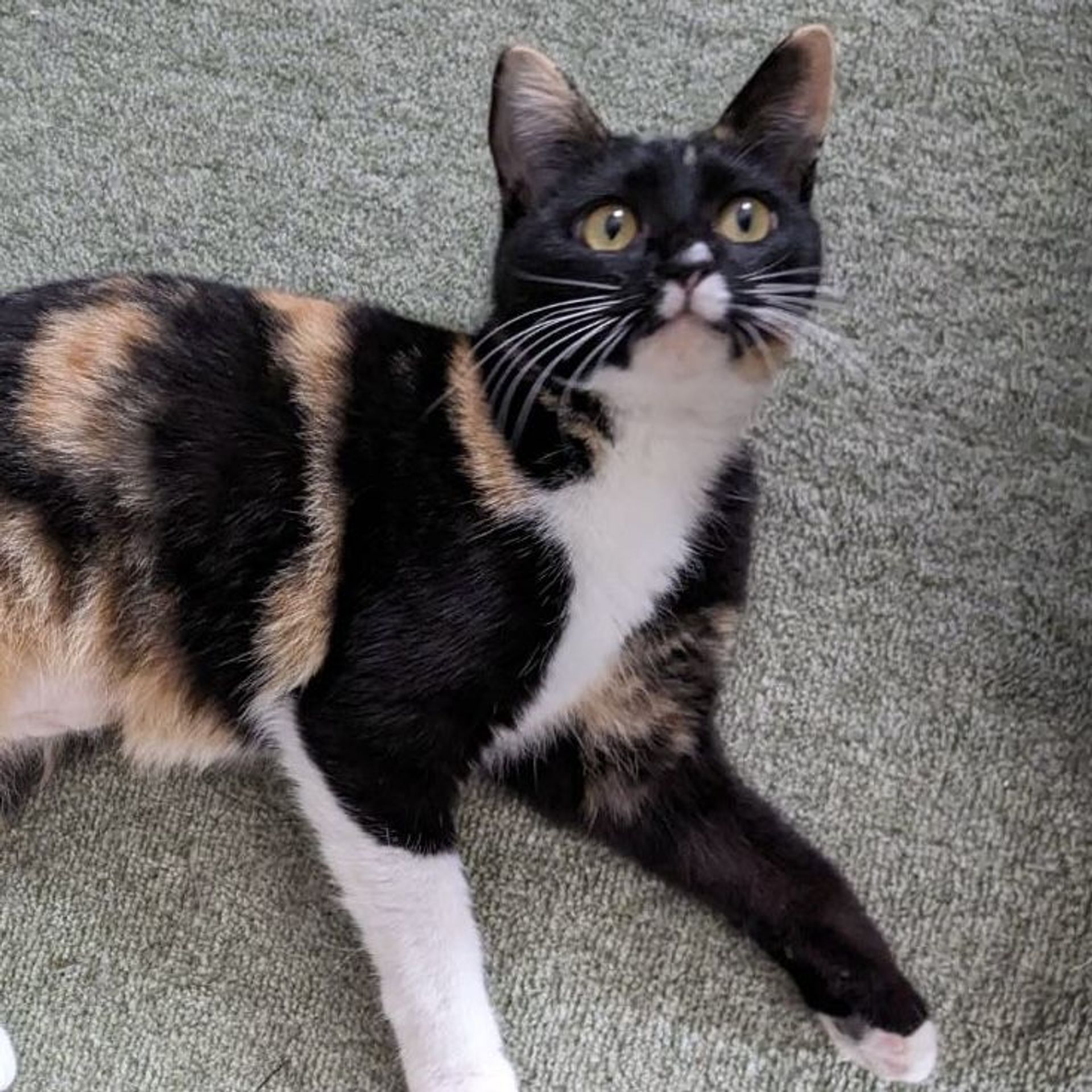 雑種（ミックス猫）・メスの里親募集の写真
