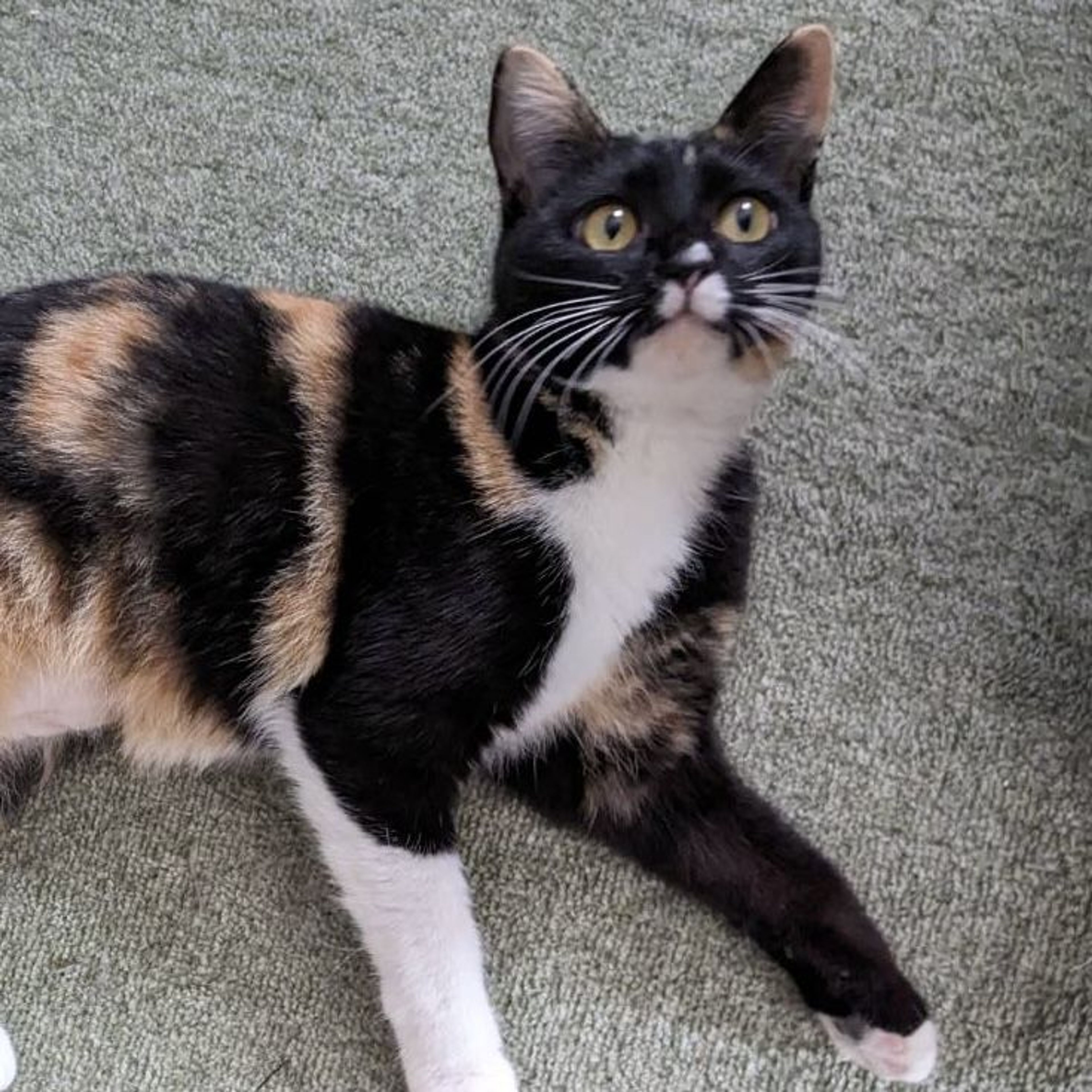 雑種（ミックス猫）・メスの里親募集の写真