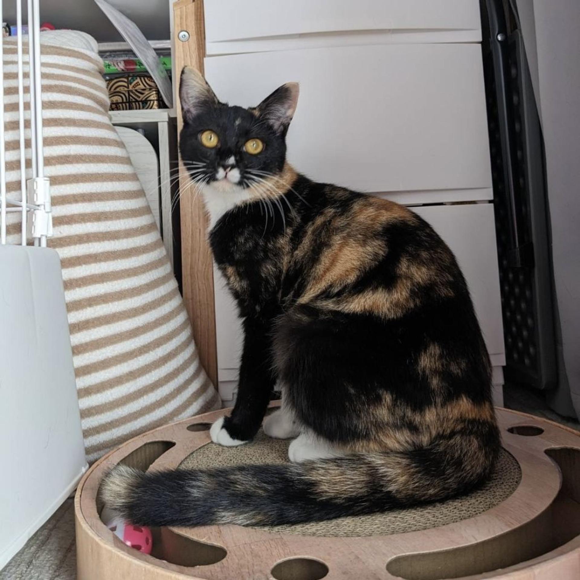 pet-image-3