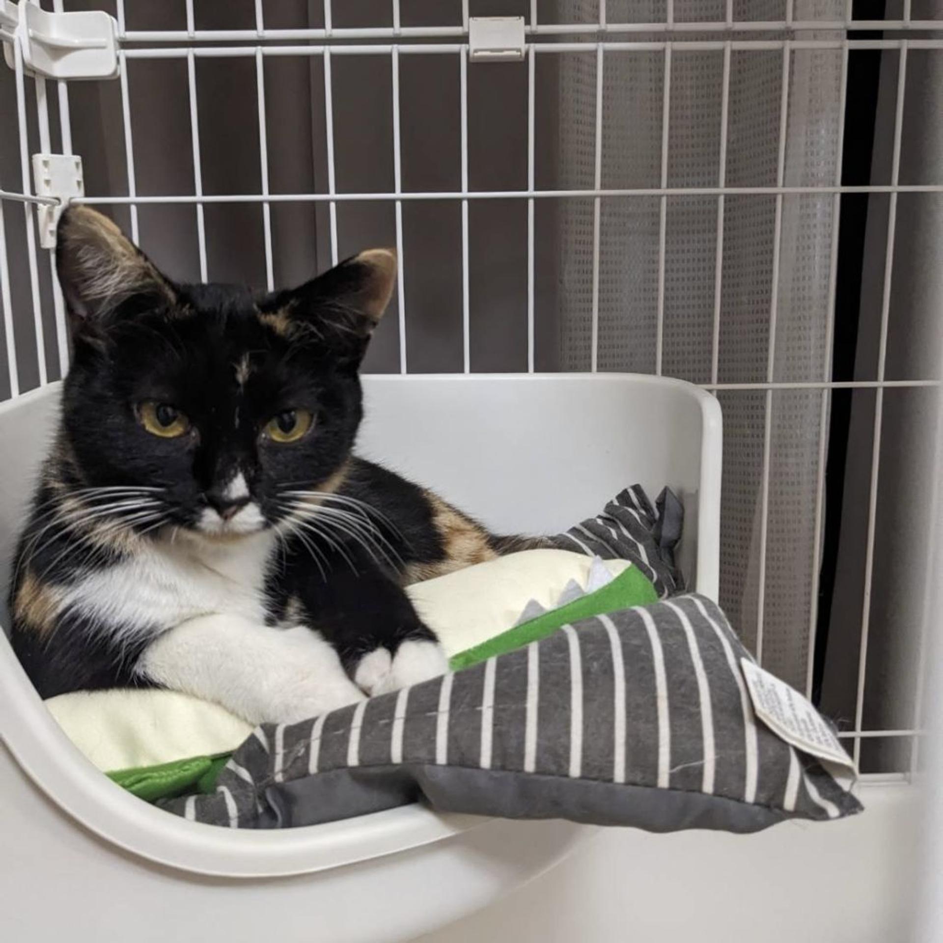 pet-image-5
