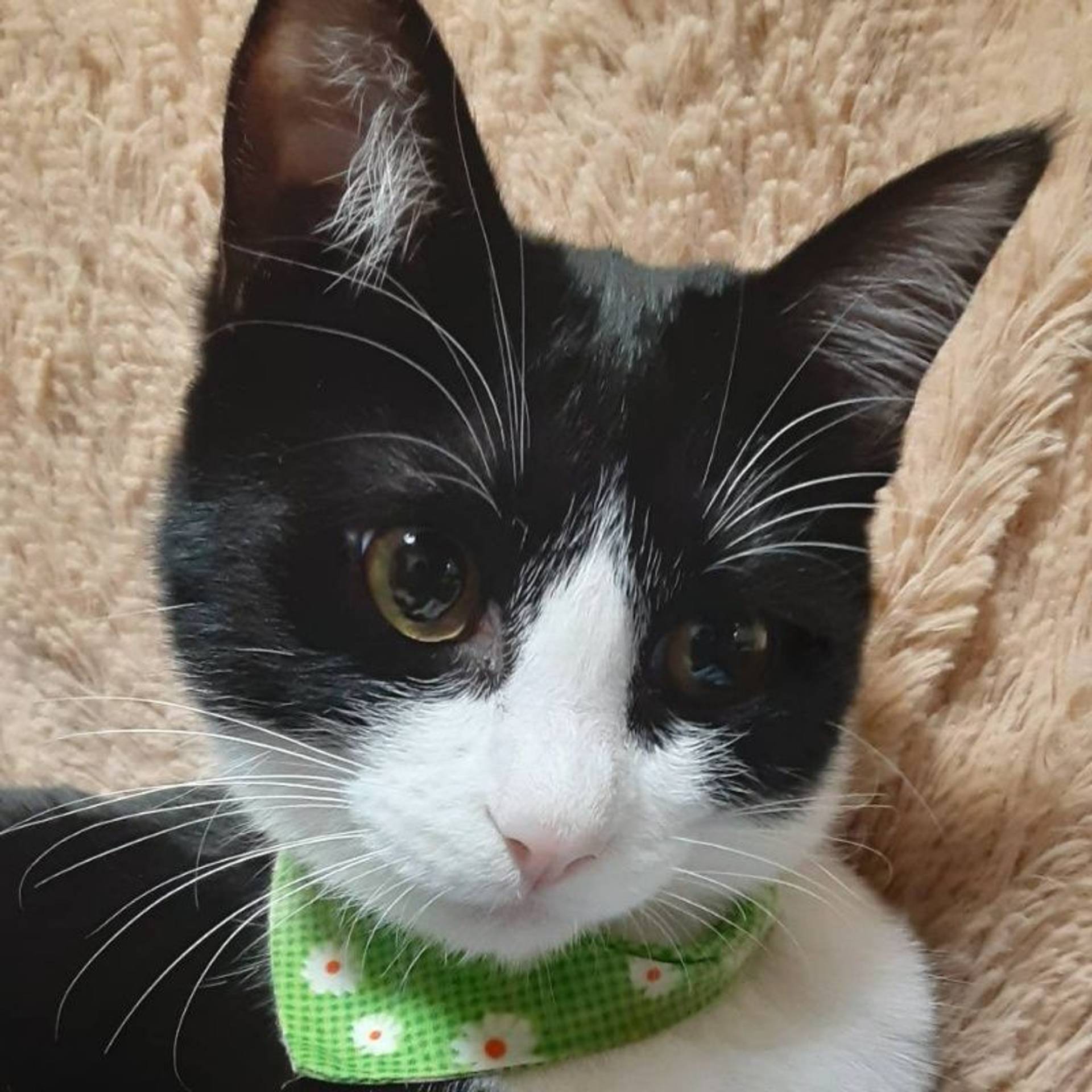 雑種（ミックス猫）・メスの里親募集の写真