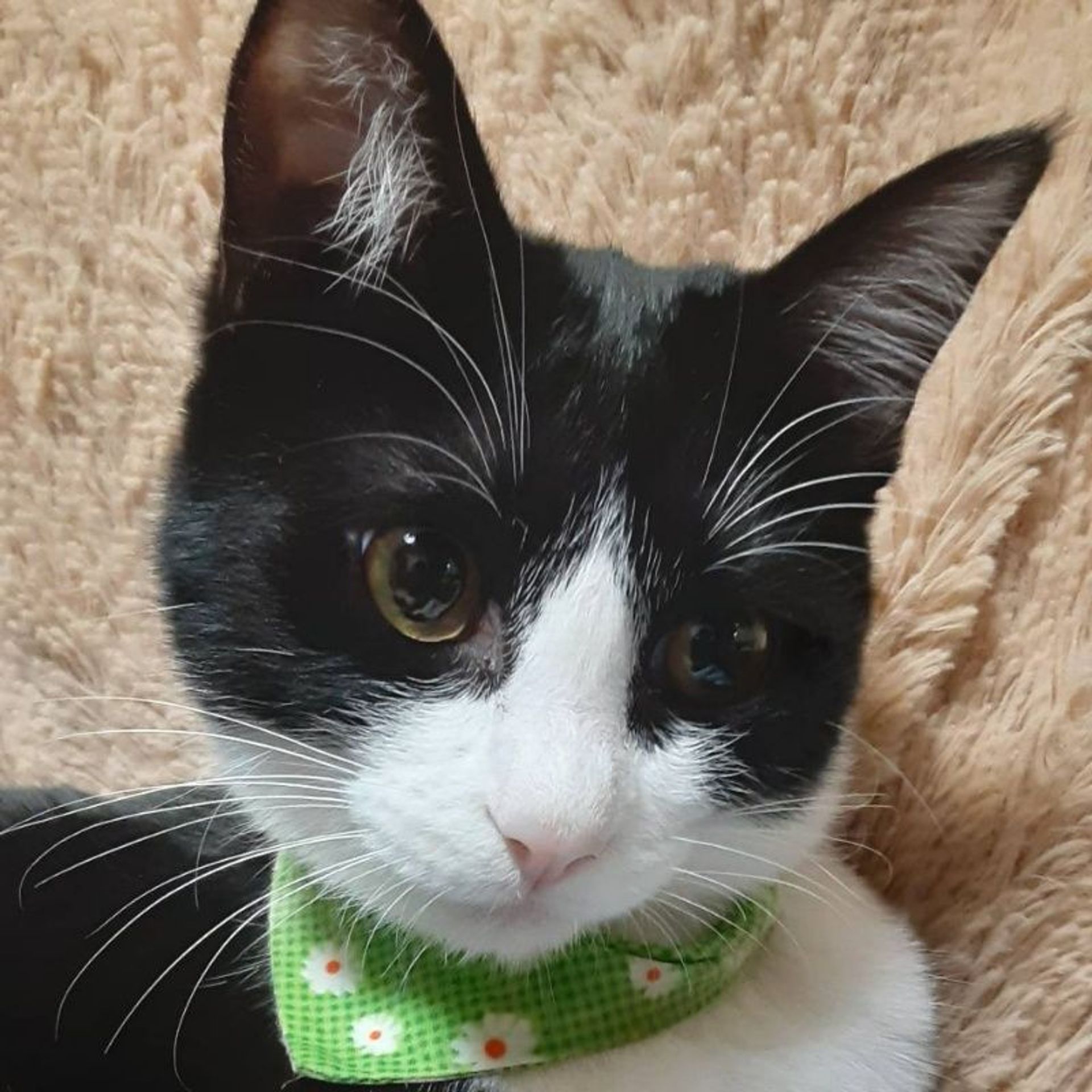 雑種（ミックス猫）・メスの里親募集の写真