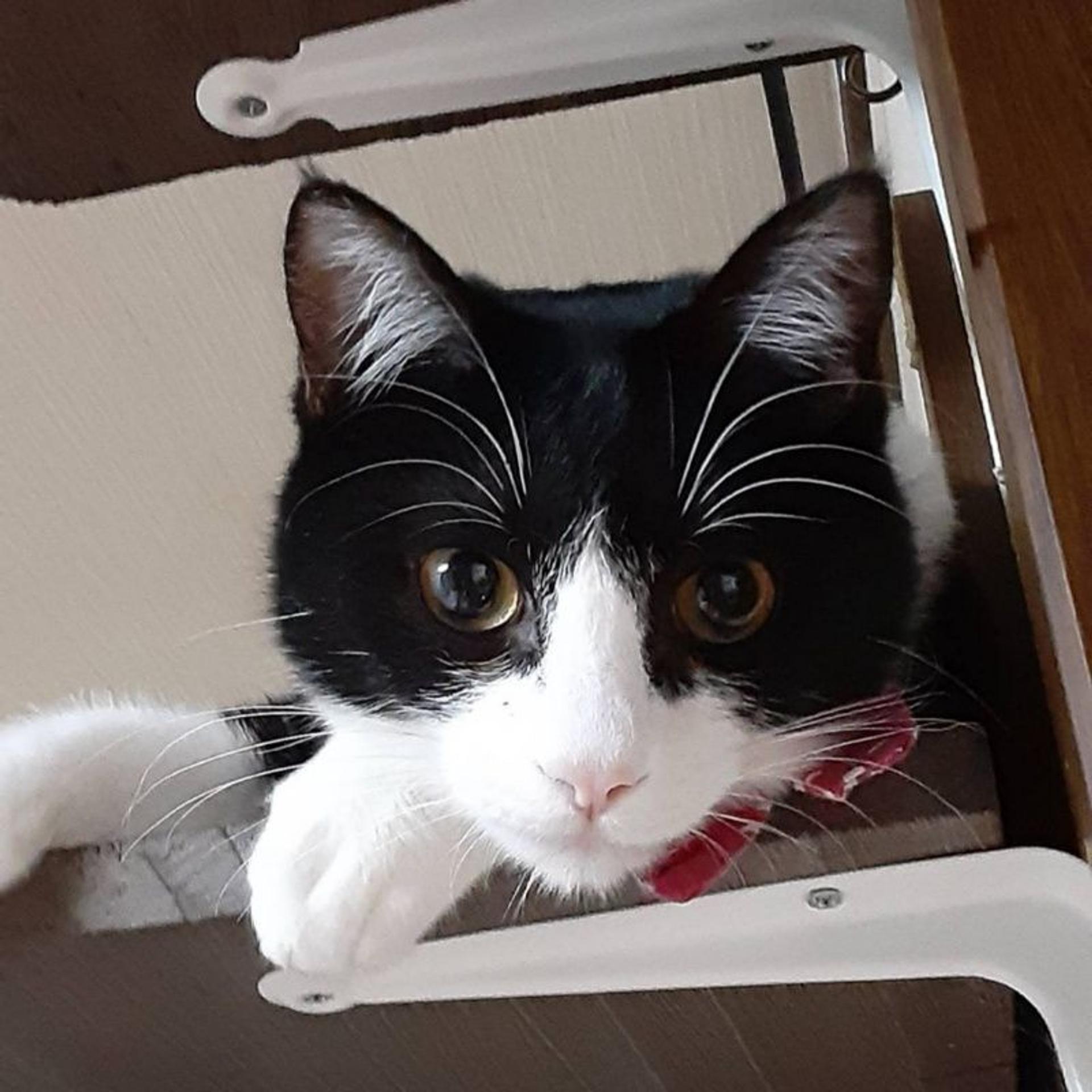 pet-image-3