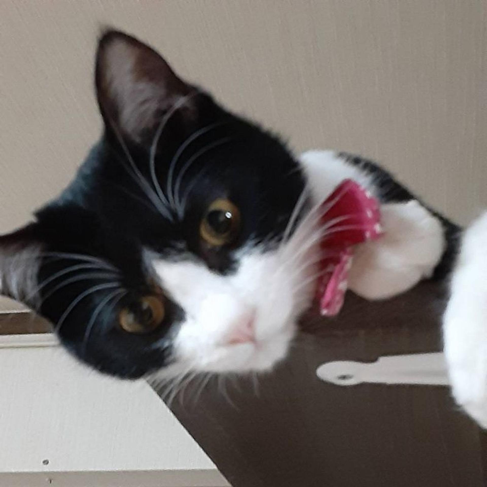 pet-image-6
