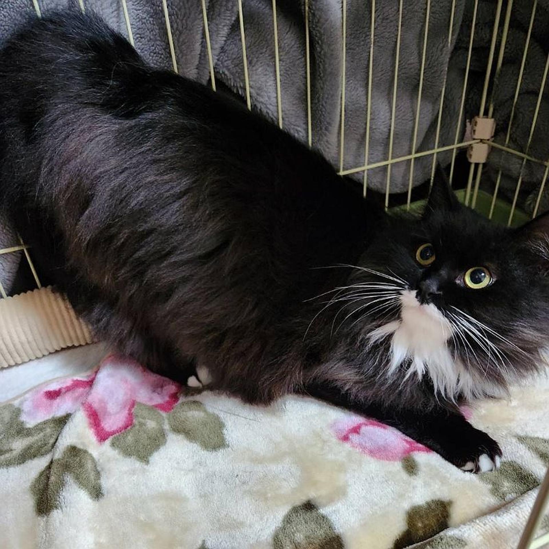 pet-image-9