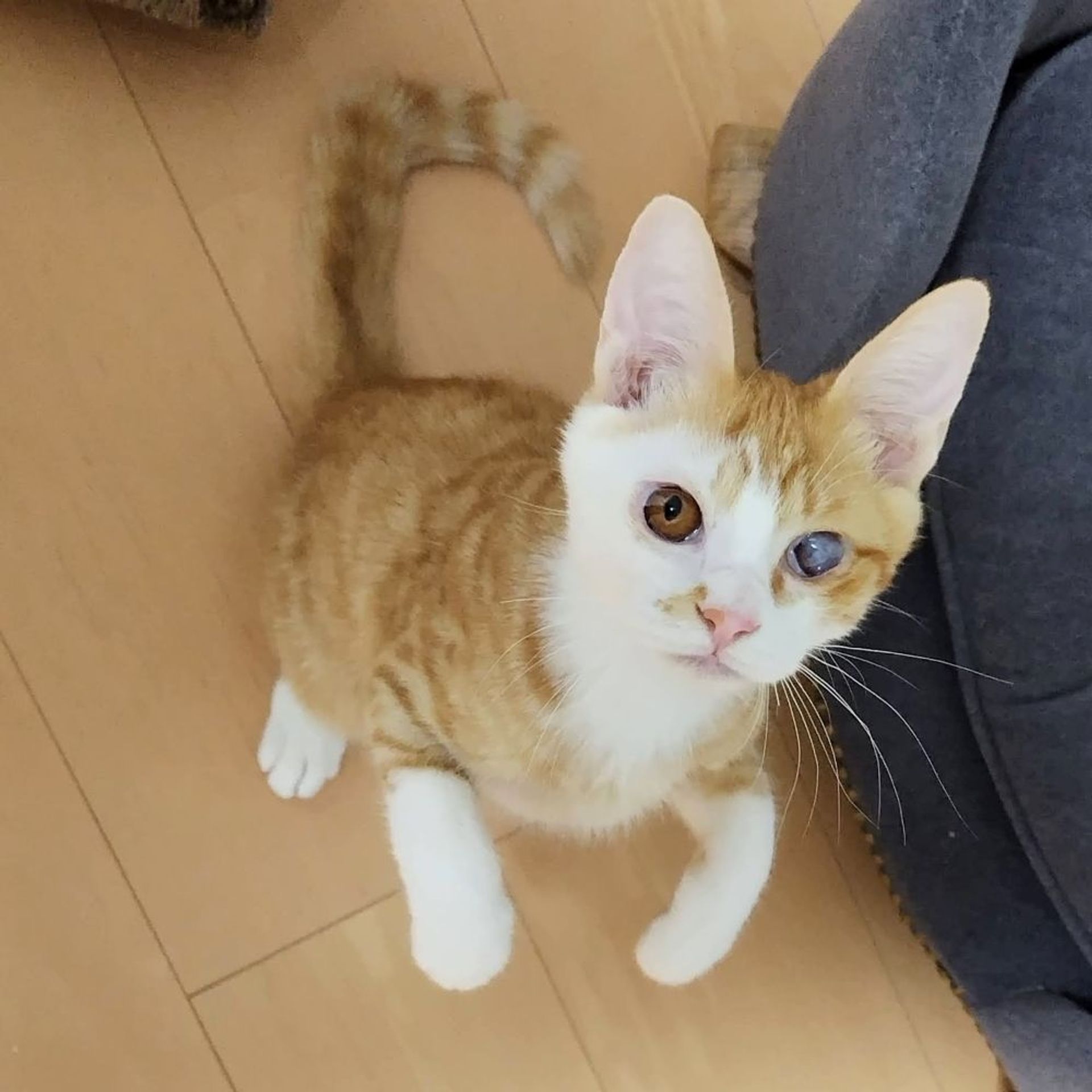 雑種（ミックス猫）・オスの里親募集の写真