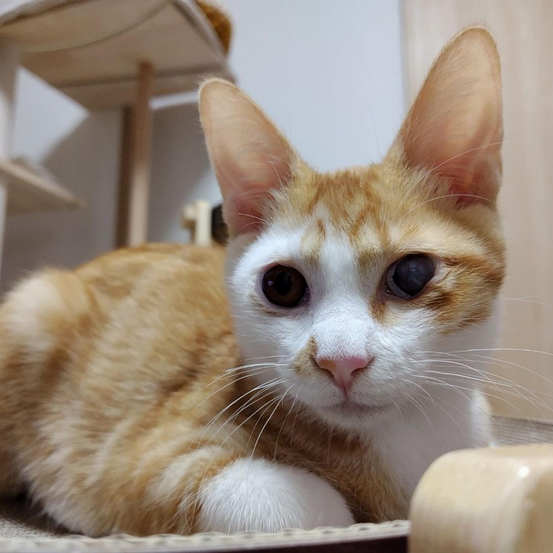 pet-image-3