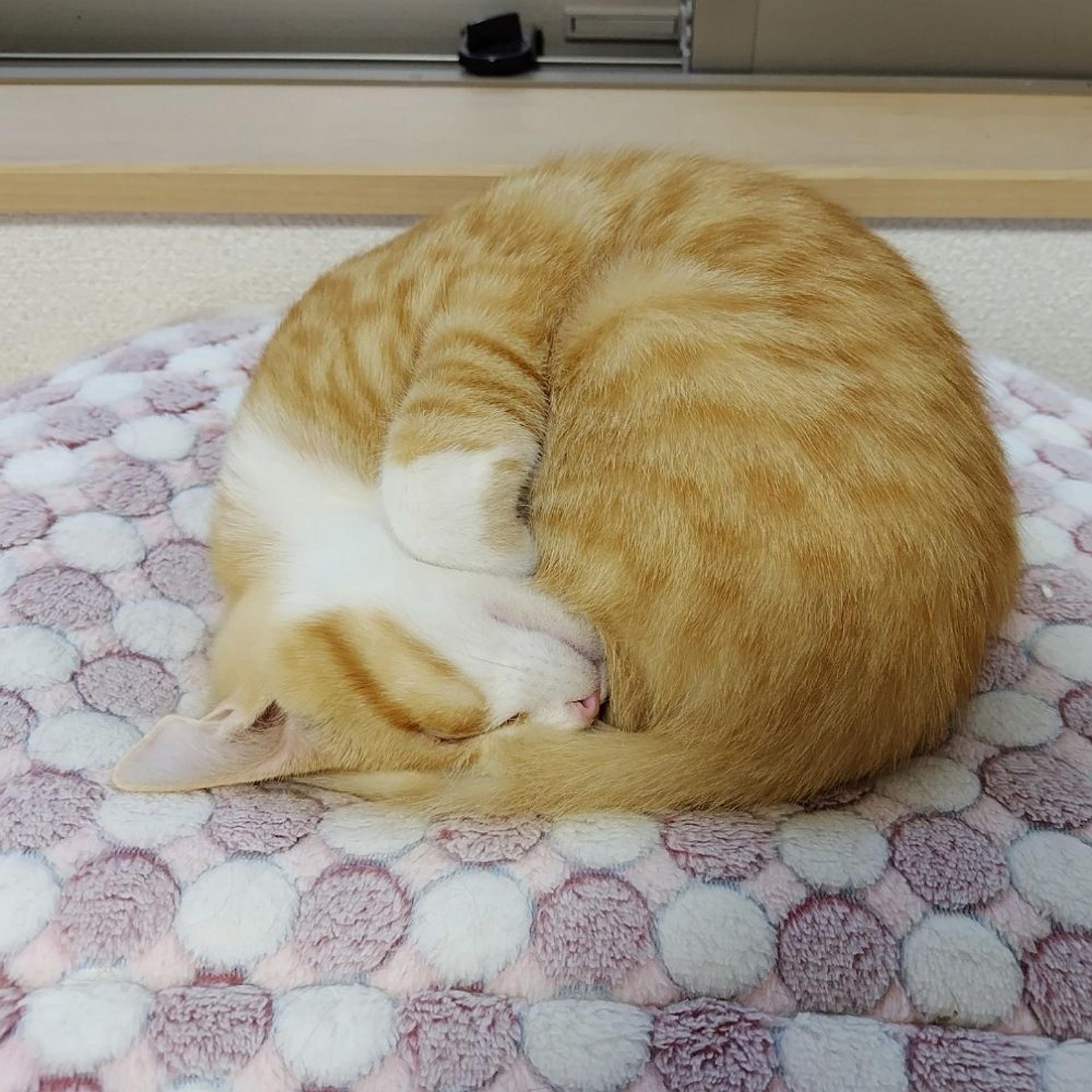 pet-image-4
