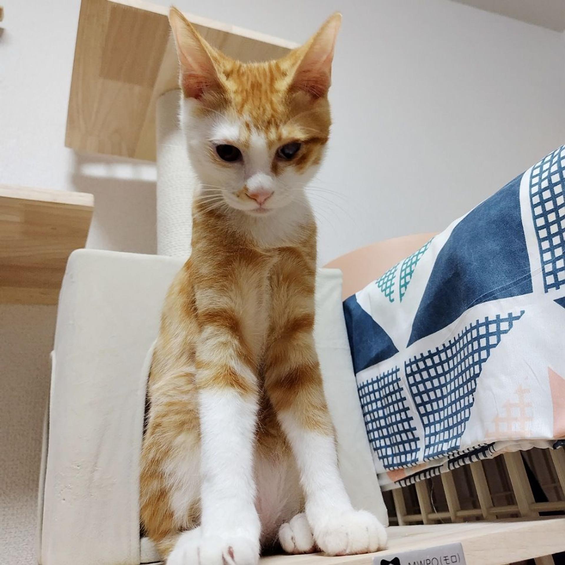 pet-image-5