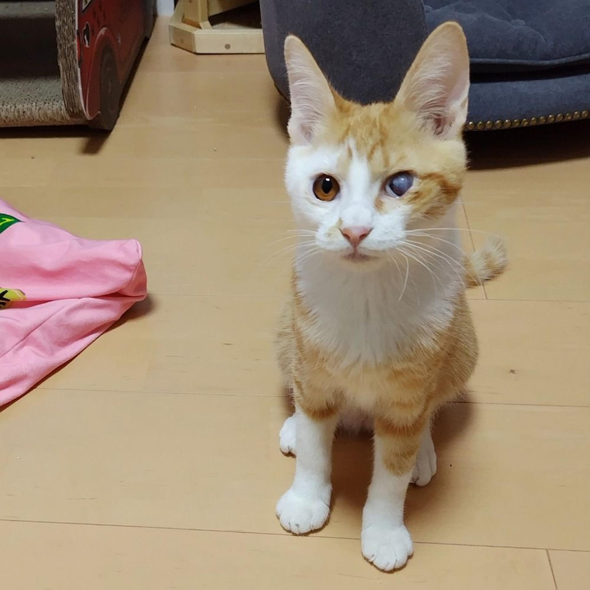 pet-image-7