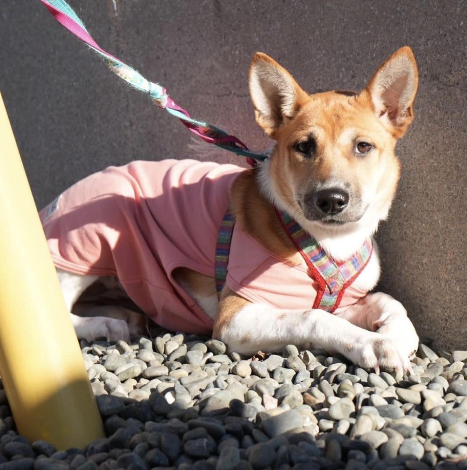 pet-image-2