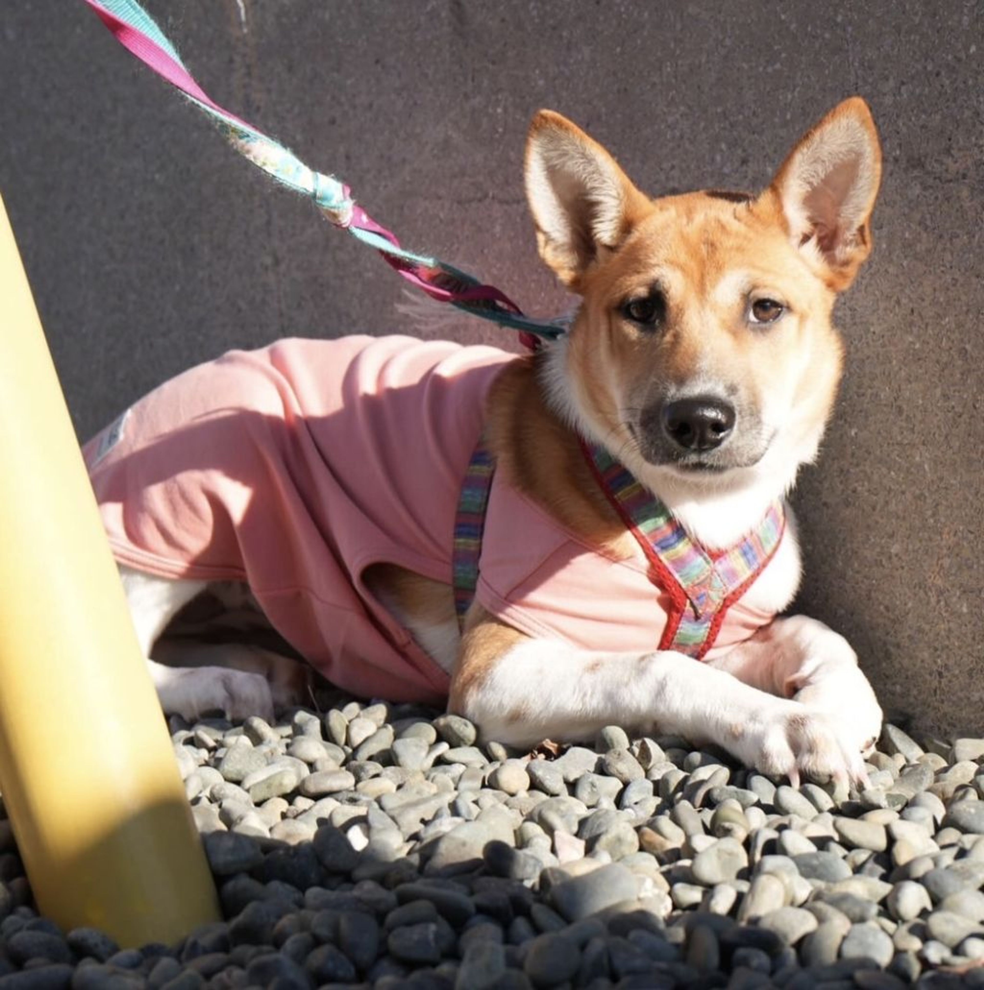 pet-image-2