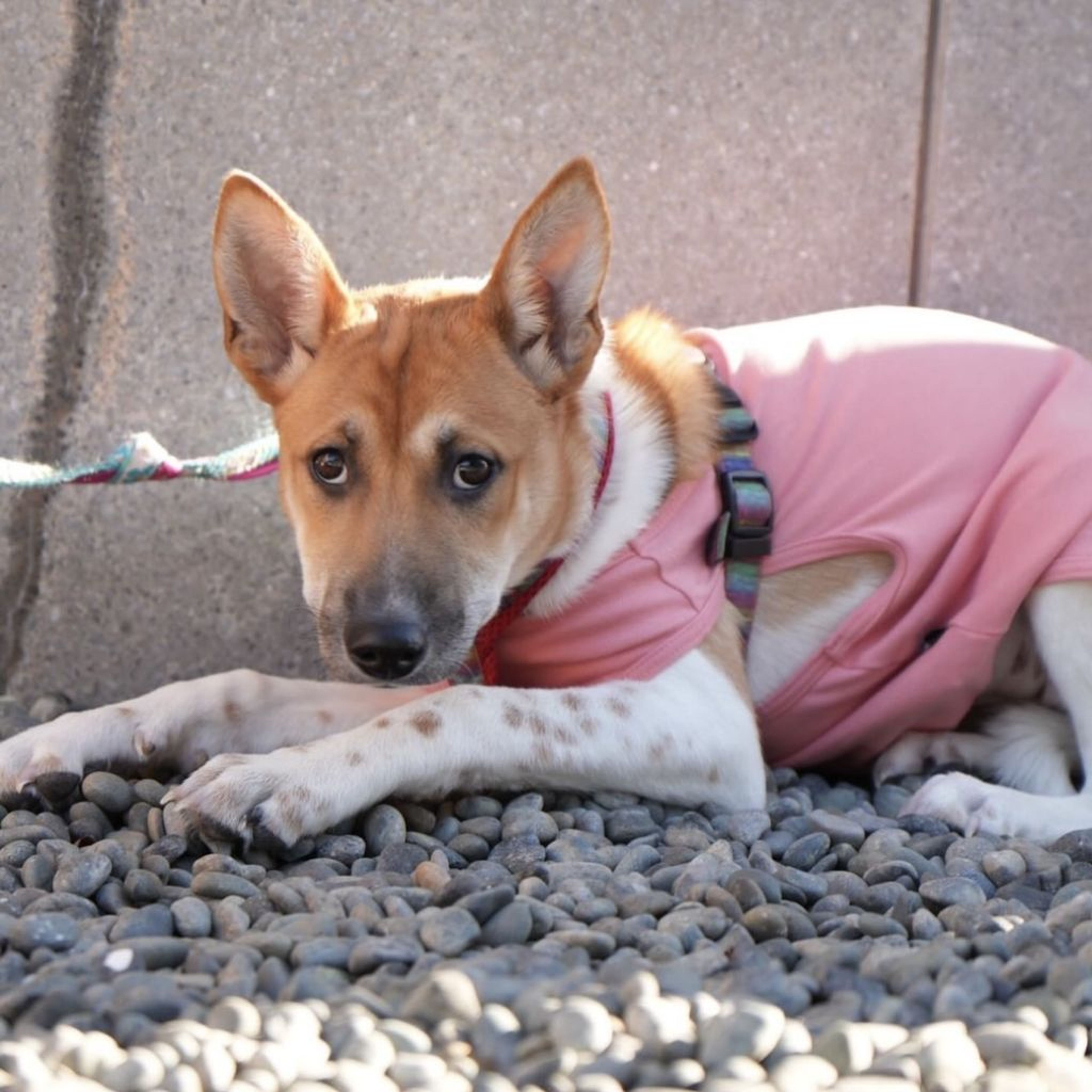pet-image-3
